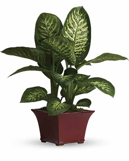 Delightful Dieffenbachia - Delightful Dieffenbachia 