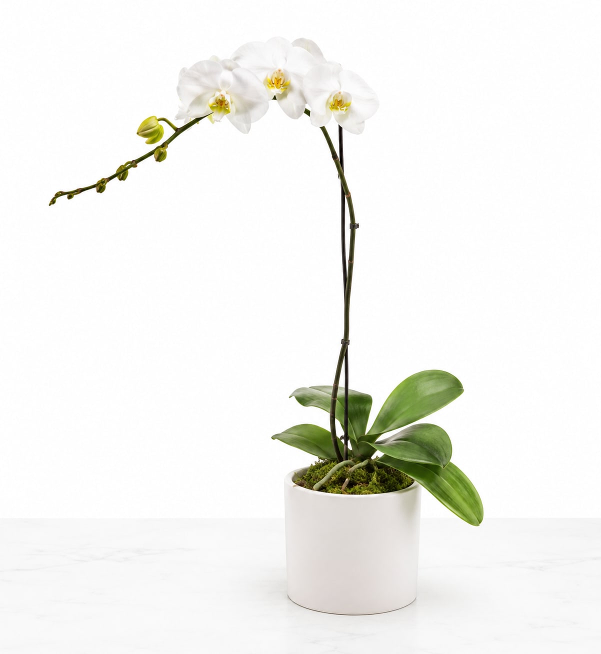 Single Stem Orchid  - A beautiful and classic single stem white orchid. Perfect for all occasions, bring it as a housewarming gift, a birthday, or anything in-between.