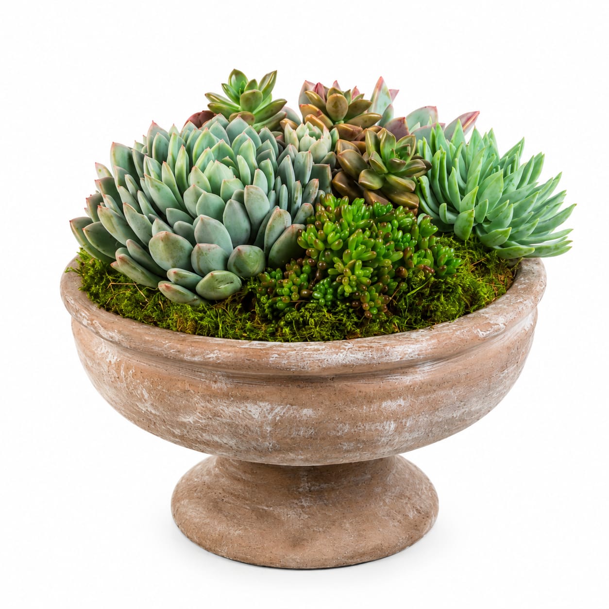 Rustic Succulent Garden  - A compact, sculptural succulent bowl that reads like modern tabletop art - perfect as a birthday gift, a Father's Day pick, or a calm "just because" surprise for someone who appreciates low-fuss greenery. The shallow pedestal planter holds a dense cluster of assorted succulents so the recipient will first notice the tactile rosettes and layered tones: pale blue-green, brighter greens and bronze-tinged leaves that catch light like tiny living sculptures.  This arrangement is planted on a mossy surface in a rounded pedestal bowl for a serene, garden-like feel that suits desks, side tables, or kitchen counters. It includes four 4" succulents and three 2" succulents (approximate overall dimensions: 12" W x 9" H) arranged for a compact, contemporary silhouette. Ideal for birthdays, thank-you gestures, get-well cheers, "I'm sorry" peace offerings, or congrats on a promotion - and a lovely pick for Best Friends Day, Boss's Day, Admin Professionals' Week, Earth Day, Parent's Day, or housewarming.  Care is delightfully simple: bright, indirect light and occasional watering when soil is dry to the touch keeps the rosettes plump and vibrant. The low profile and durable pedestal bowl make this an easy everyday statement piece that will make the person you're thinking of feel seen and serenely refreshed.