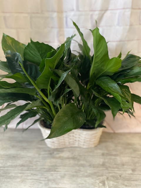 Potted green houseplant in a white woven basket