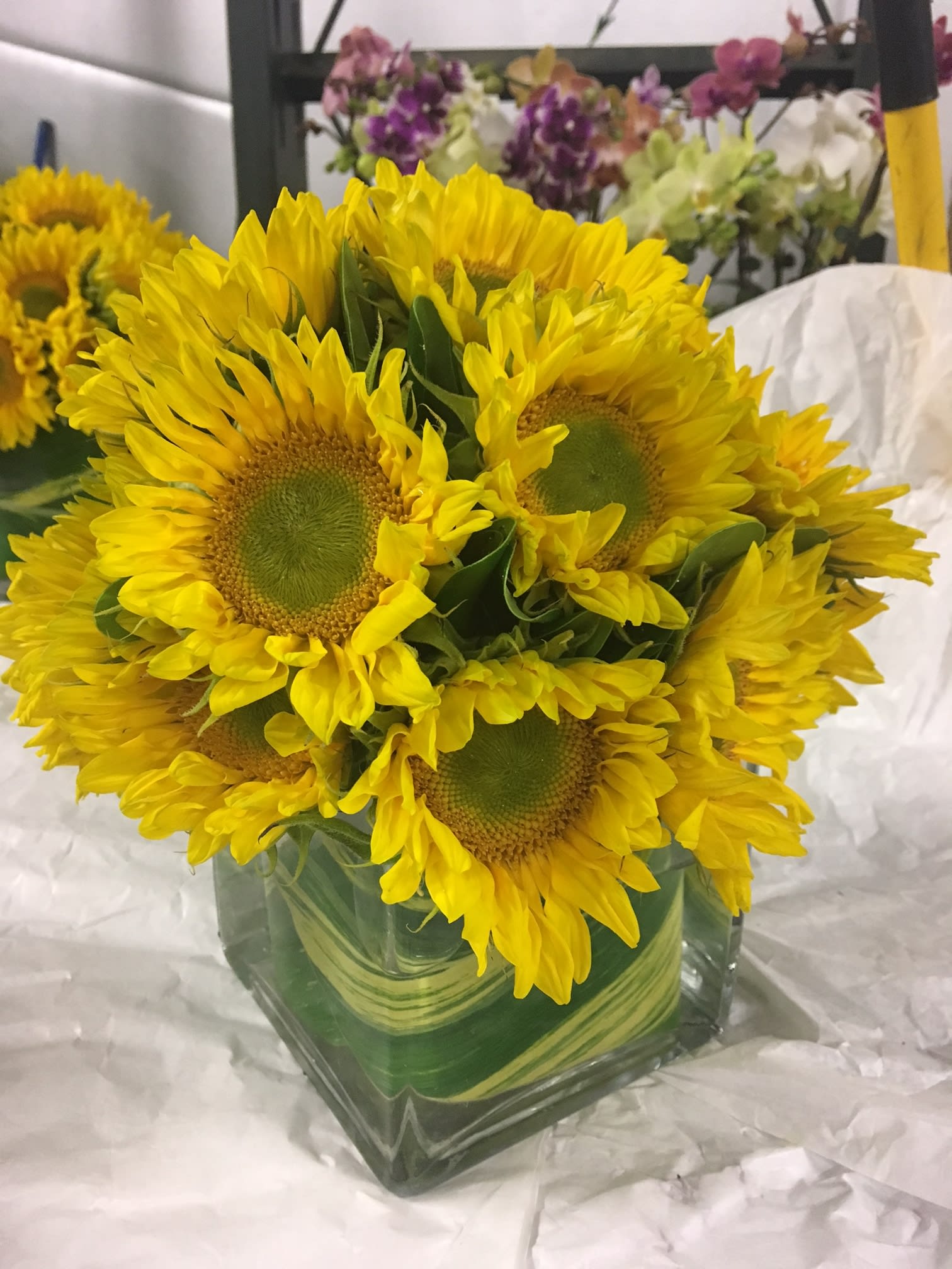 Sunflower arrangement in a square glass vase