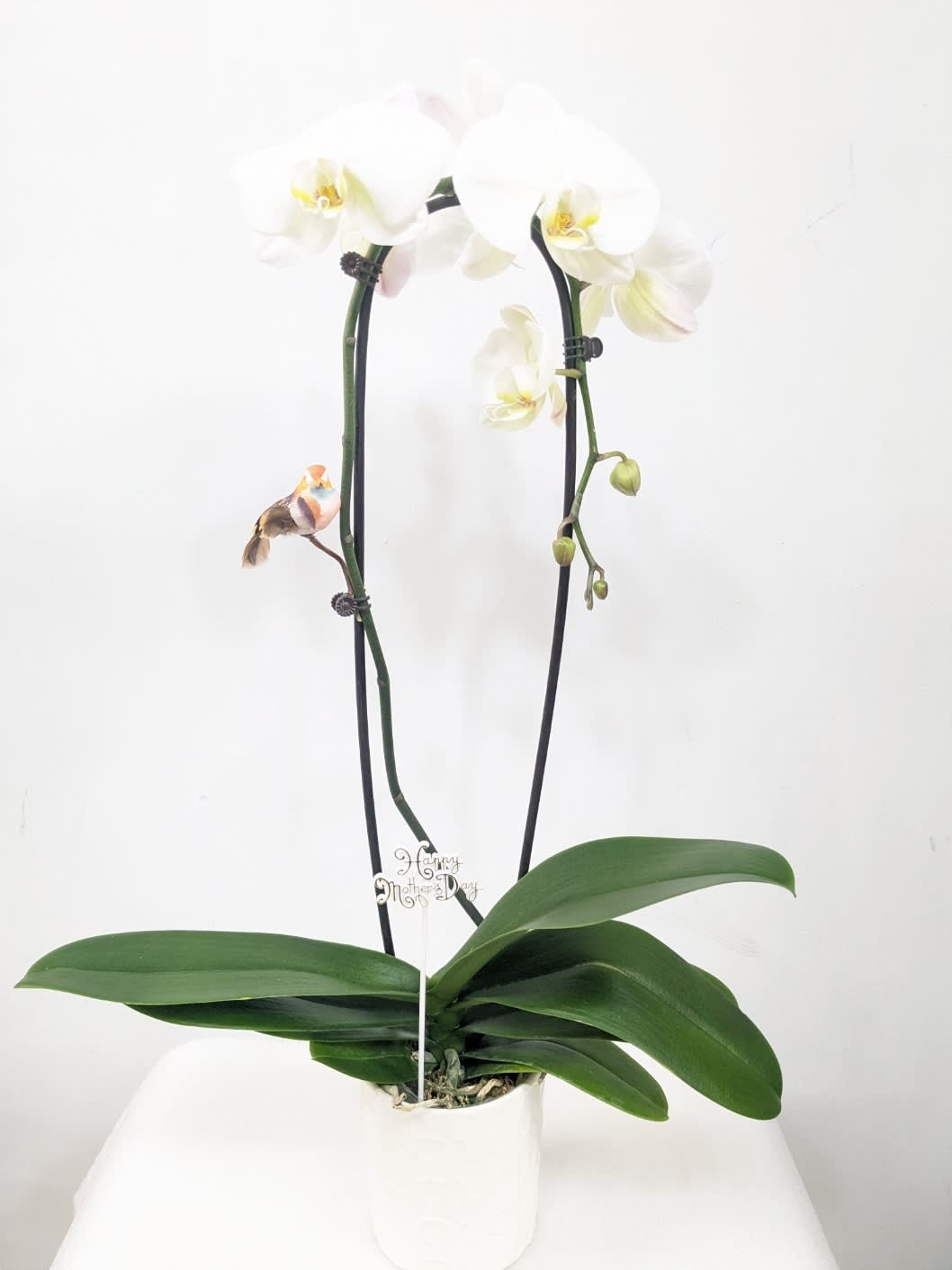 White orchid plant in a white pot with two tall stems
