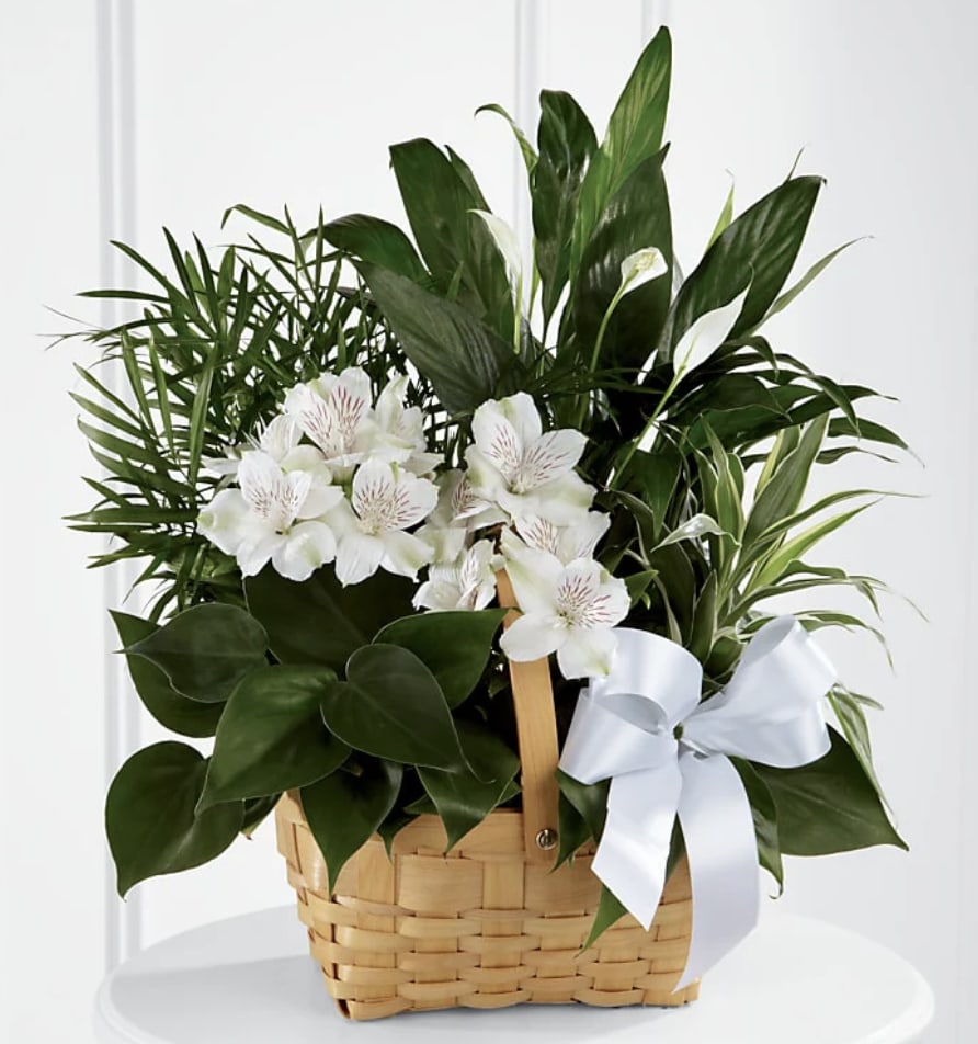 Beautiful Blessings Dishgarden with Fresh Flowers - Beautiful, lush greens, a sweet small peace lily and fresh white flowers added for a pop of color ensures this dish garden will show your loved one just how much you care.