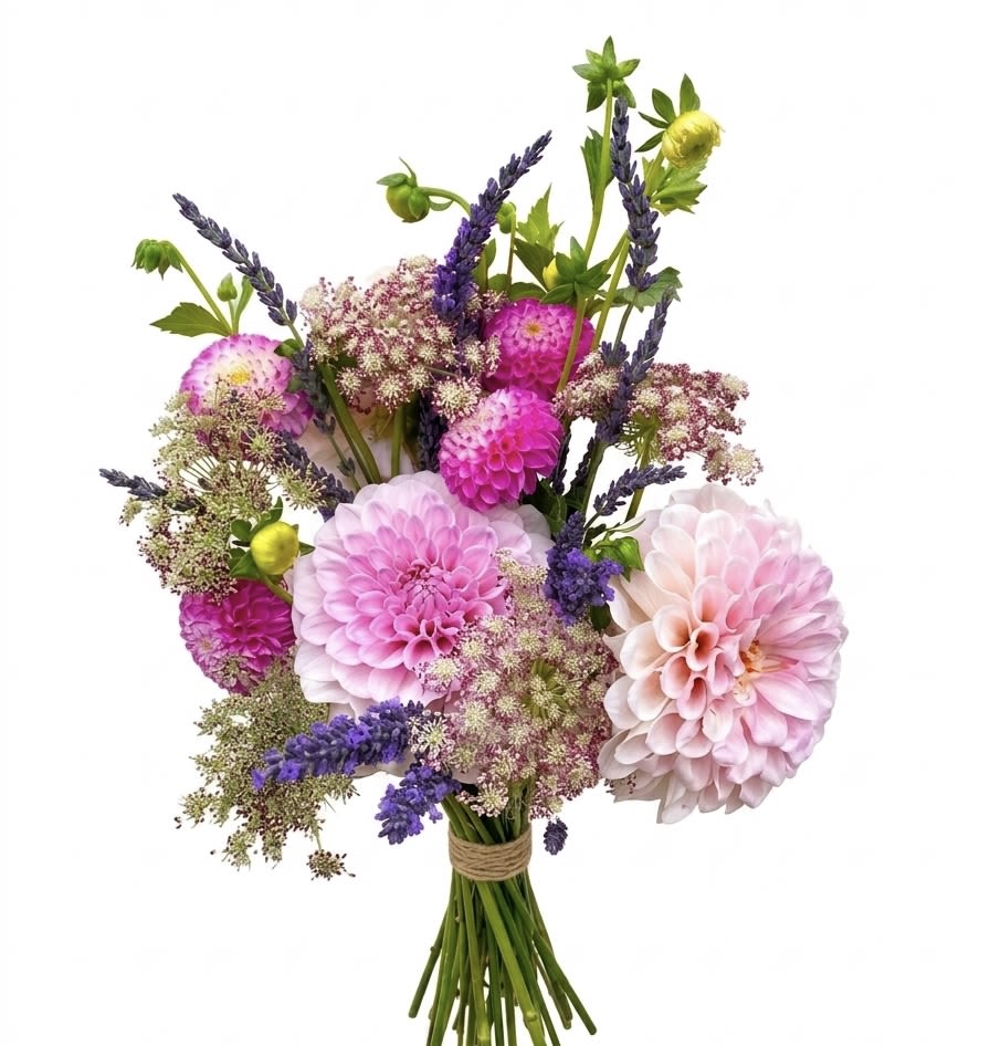 Pink Summer - Pastel color dahlias with lavender. It smells great. This is aa hand-tied bouquet.