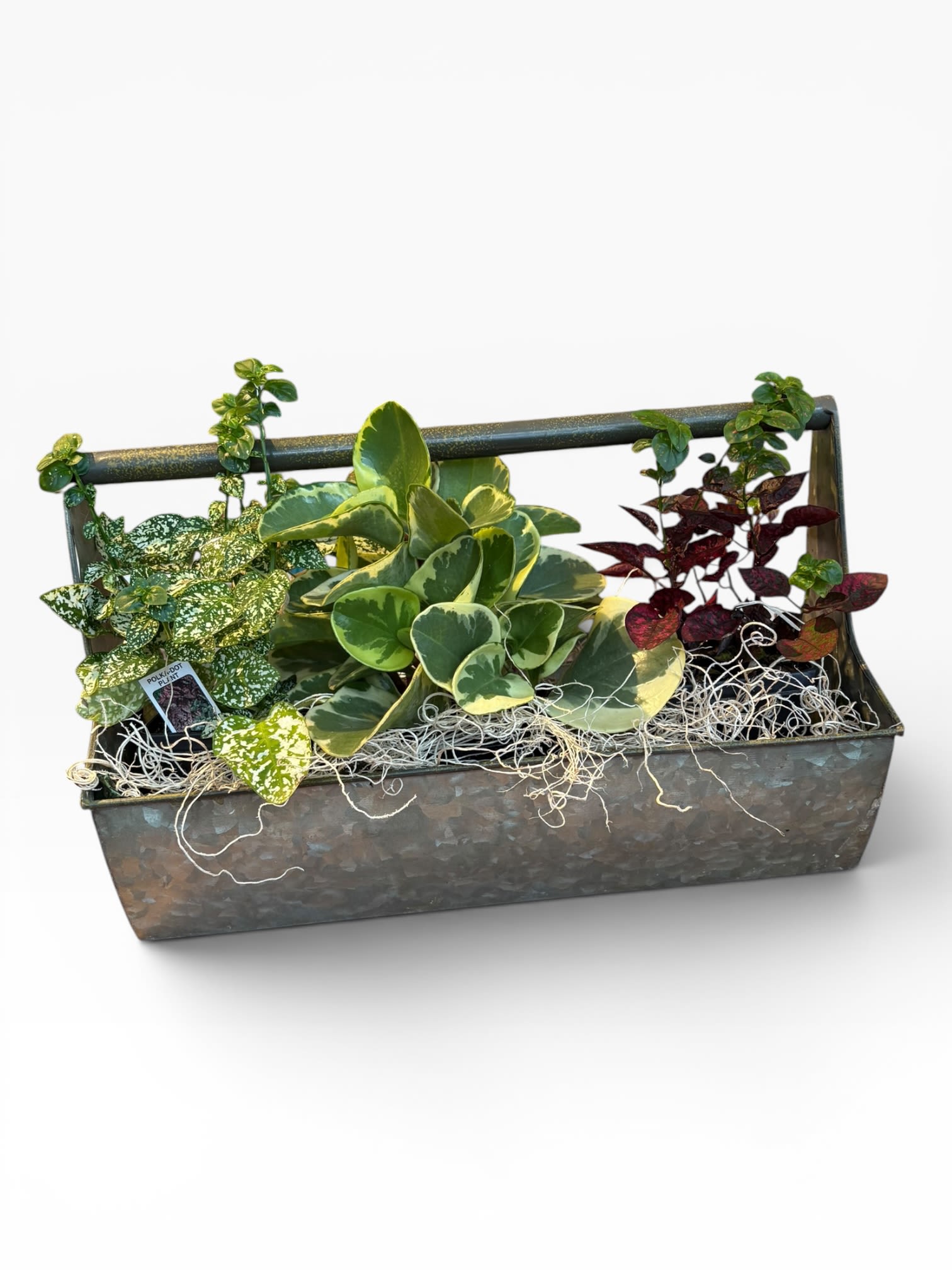 Garden Trug of Plants - Metal Garden Trug with three tropical plants 