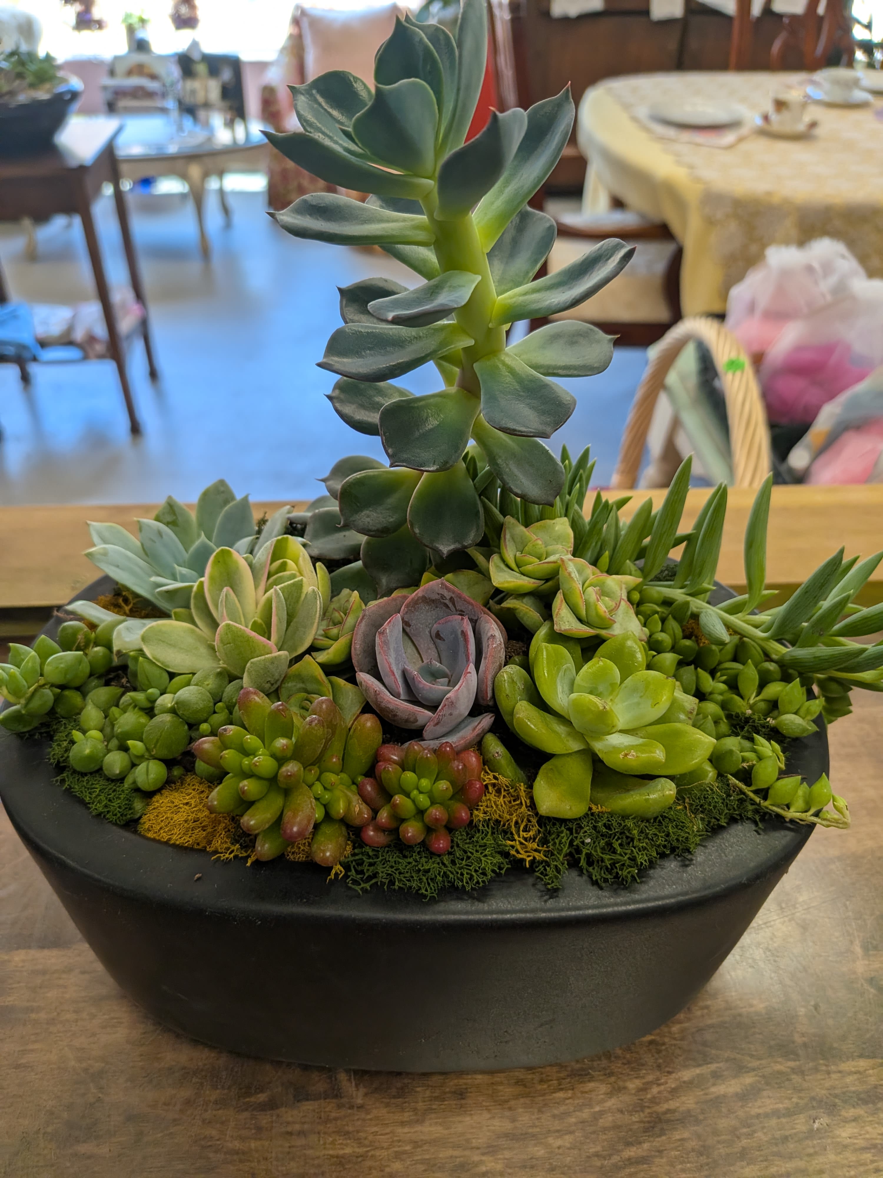 Succulents - Beautiful suculents