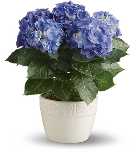 Blue hydrangea plant in a white ceramic pot