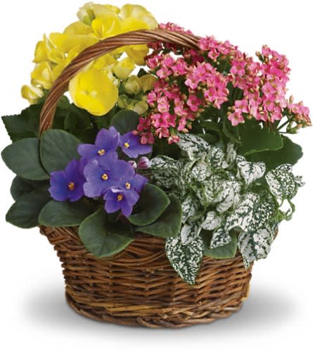 Basket of potted flowering plants with yellow, pink, and purple blooms