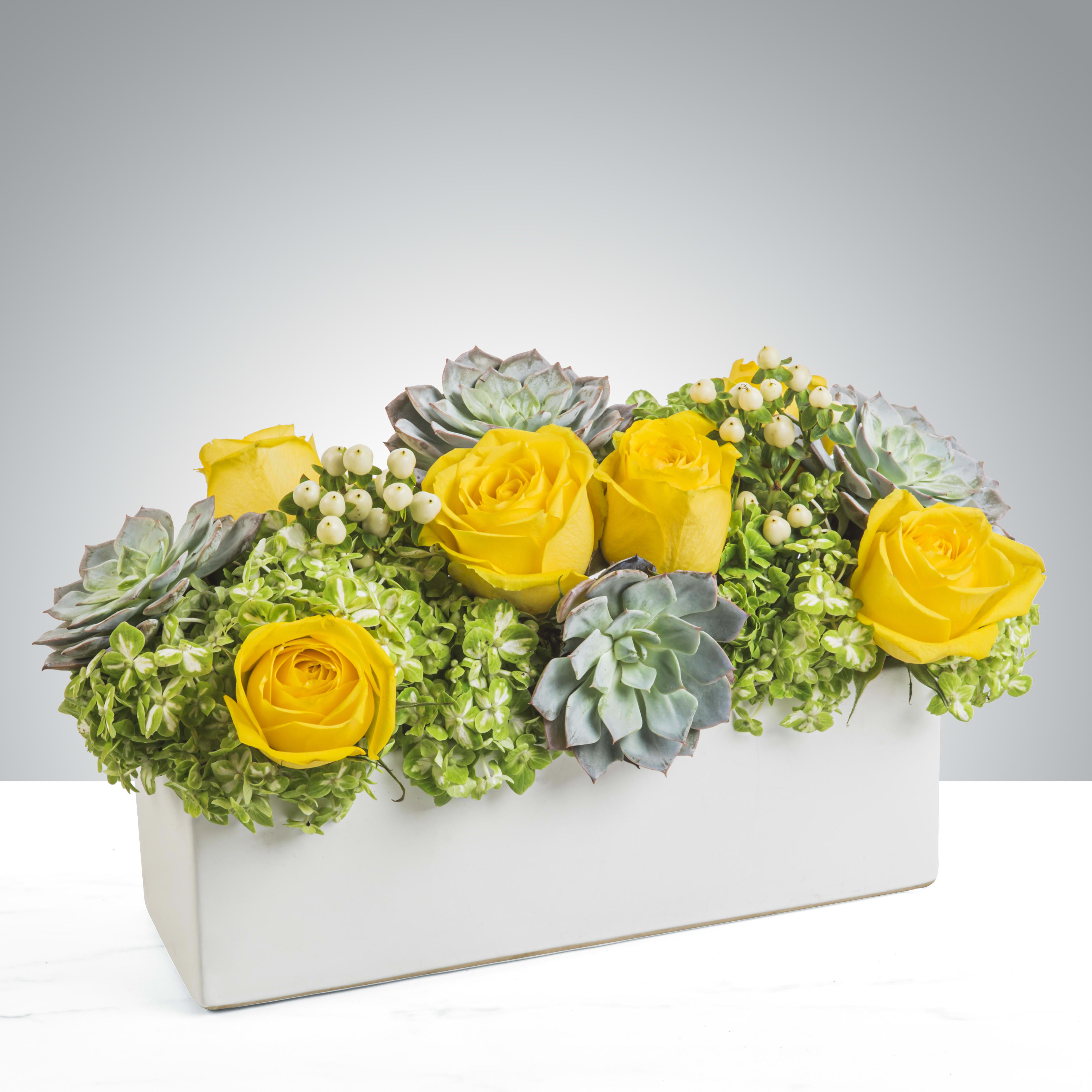 Mellow Yellow by BloomNation™ - Yellow roses with green succulents and a crisp white rectangular box, this arrangement brightens and soothes any space. Perfect for saying happy birthday, welcoming new babies and saying thank you. A crowd pleaser, this arrangement appeals to both the contemporary and the classic.  APPROXIMATE DIMENSIONS 12" W X 6" H 