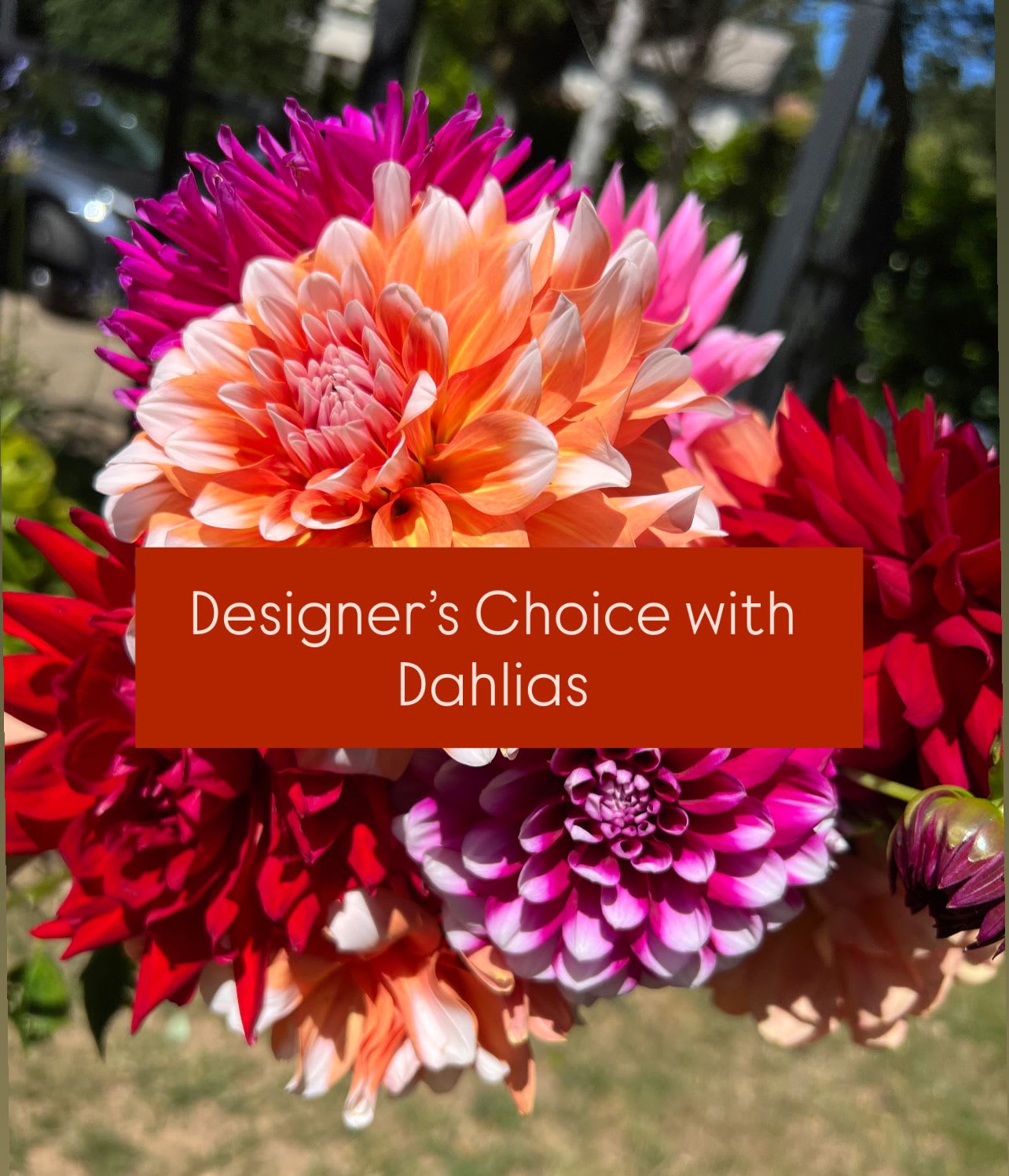 Designer’s Choice with Dahlias  - The season has arrived for dahlias fresh from our farm! Designed with dahlias as the star and other seasonal blooms to compliment available colors of burgundy, orange, pinks, and fuschia; you can request a specific color palette in the special instruction section, otherwise let us create something beautiful and fun with these fun beauties available to enjoy through summer and fall. 