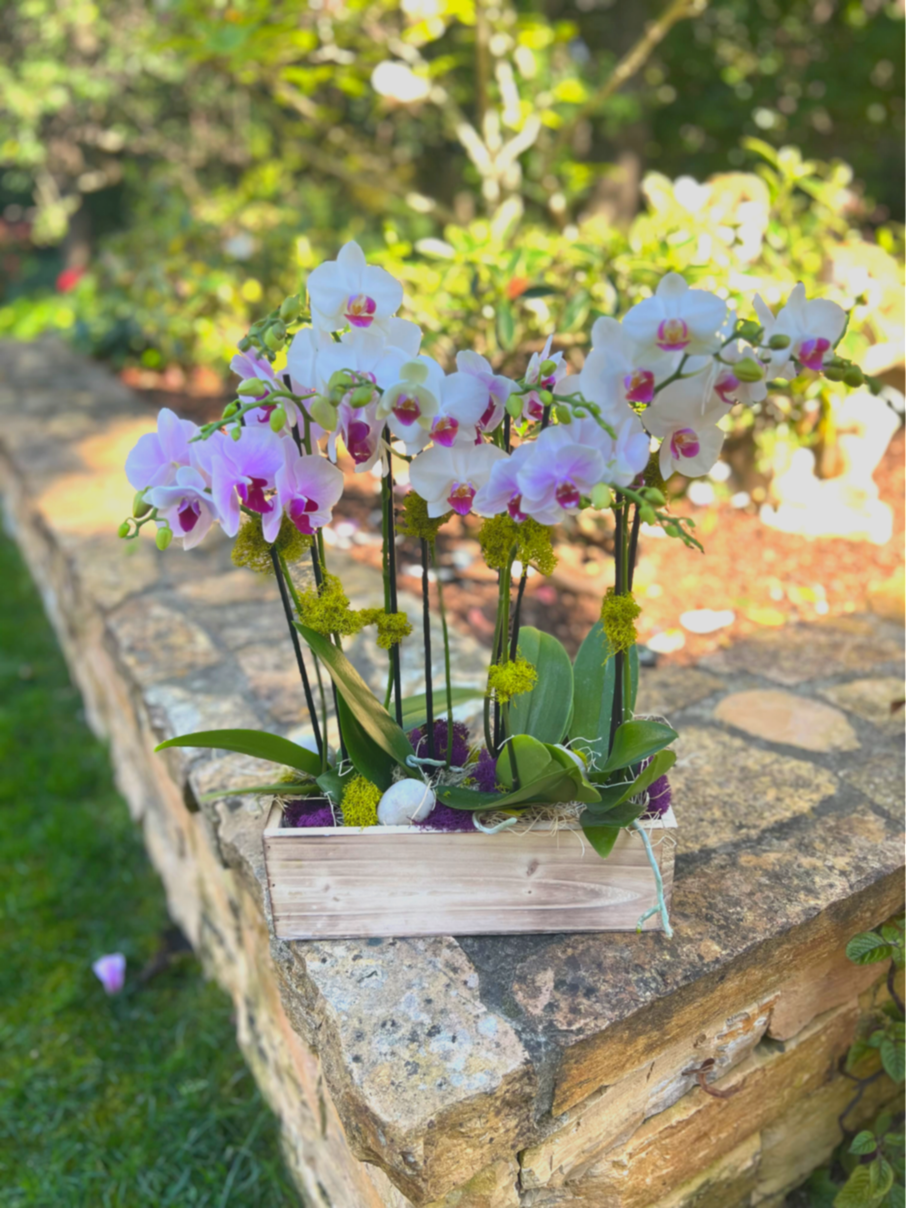 Mini Orchid Spring Garden - Multiple mini orchids in seasonal colors create this sweet combination perfect for any table scape for brunch this Spring! Designed in a long and low natural wooden box dressed with moss and rocks. 