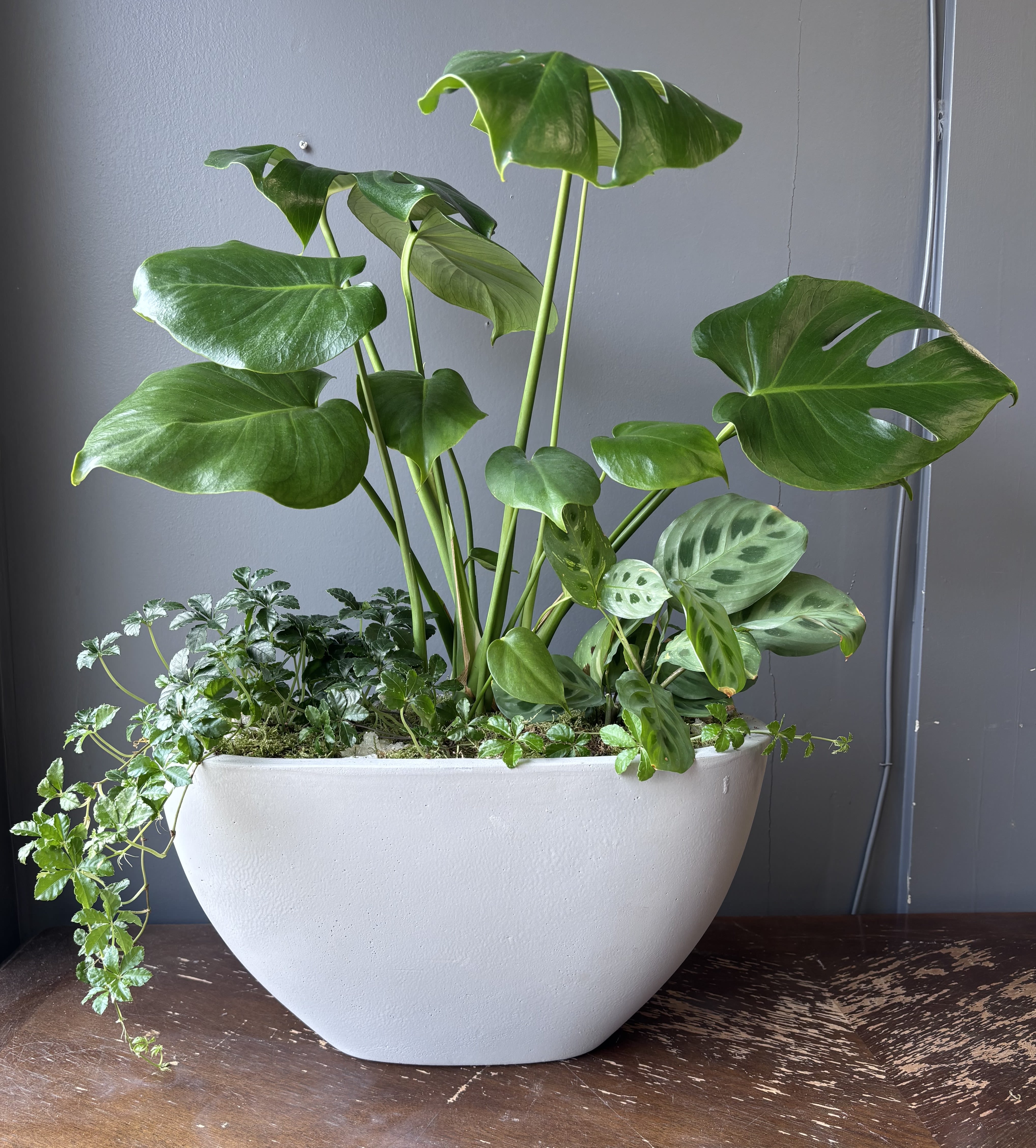 Potted tropical houseplants in a white bowl planter