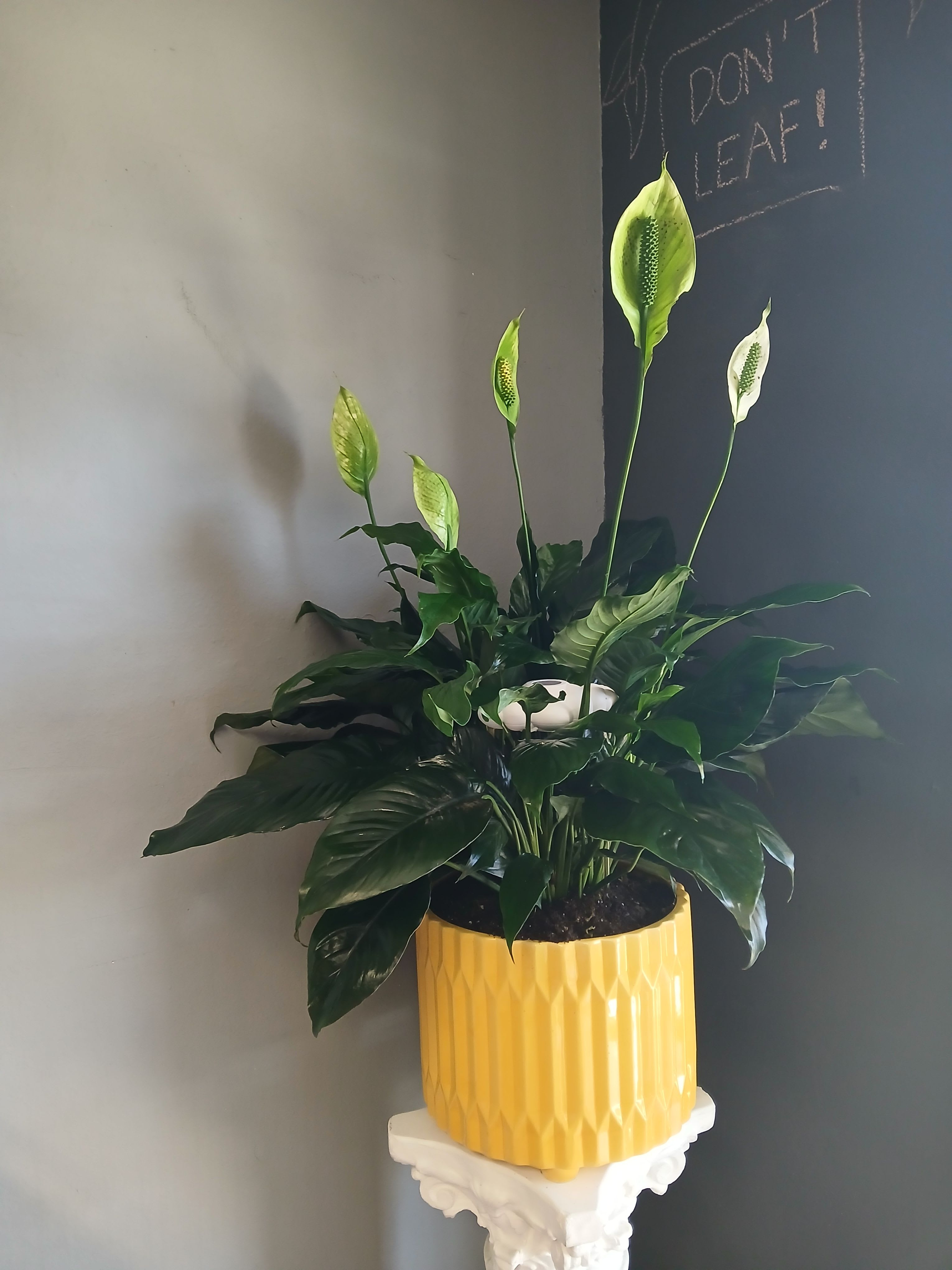 Peace Lily in gorgeous yellow pot + cloud maker - Potted peace lily. Stunning and definitely an eye catcher. Is suitable for many occasions and is sure to strike the interest of others as it comes with a "cloud maker", a really awesome and cute way to help you out with watering.