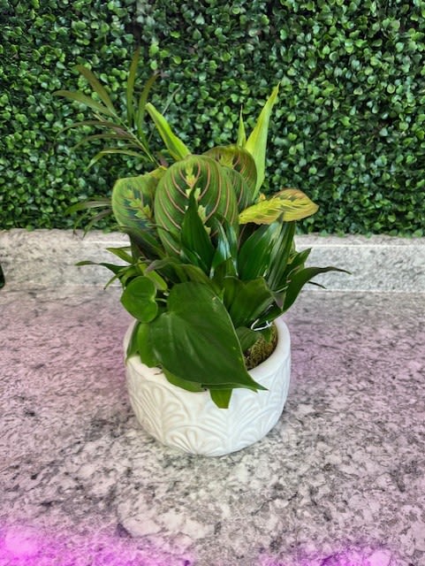 Green potted plant in a white ceramic pot