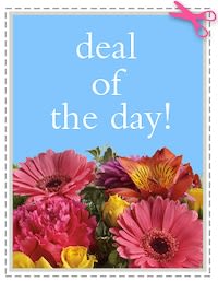 deal of the day - Bright, cheerful blooms form a colorful band across the bottom of this Deal of the Day flower arrangement - perfect as an everyday bouquet for a birthday, thank-you, or just-because surprise. The presentation reads like an easy, feel-good gift the person you're thinking of will notice right away, with playful blue, pink, yellow and orange tones that send an uplifting message.  This offering features a mix of gerbera daisies, carnations, roses and other mixed-bouquet blooms arranged in a dense, garden-fresh border under a light-blue printed card that reads "deal of the day." The palette pairs pink gerberas and magenta carnation-like blooms with sunny yellows and warm orange-red flowers for a vibrant, textural look; a printed card is included to convey your note. Sized and styled as an approachable everyday bouquet, it's designed to feel casual and immediate - a bright, no-fuss way to make someone feel seen.