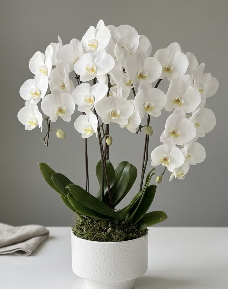 Orchid’s garden - Crisp white Phalaenopsis orchids arch gracefully from multiple stems, the clean white blooms with pale yellow centers creating an elegant focal point for an anniversary bouquet, housewarming gift, or a serene sympathy arrangement. This upright orchid display reads as polished and timeless-perfect for Father's Day, a birthday, a thank-you, or simply to let someone know you're thinking of them.  Planted in a white ceramic pot with a moss top dressing, the compact arrangement pairs broad glossy green leaves with the soft texture of moss for a refined, low-fuss presentation that suits weddings, graduations, and seasonal holidays from Thanksgiving to Valentine's Day. Dimensions are compact and tabletop-friendly; care is simple-bright, indirect light and moderate watering keep the Phalaenopsis healthy-making it an ideal choice for new parents, retirees, hosts, or anyone who deserves a lasting, living gift.