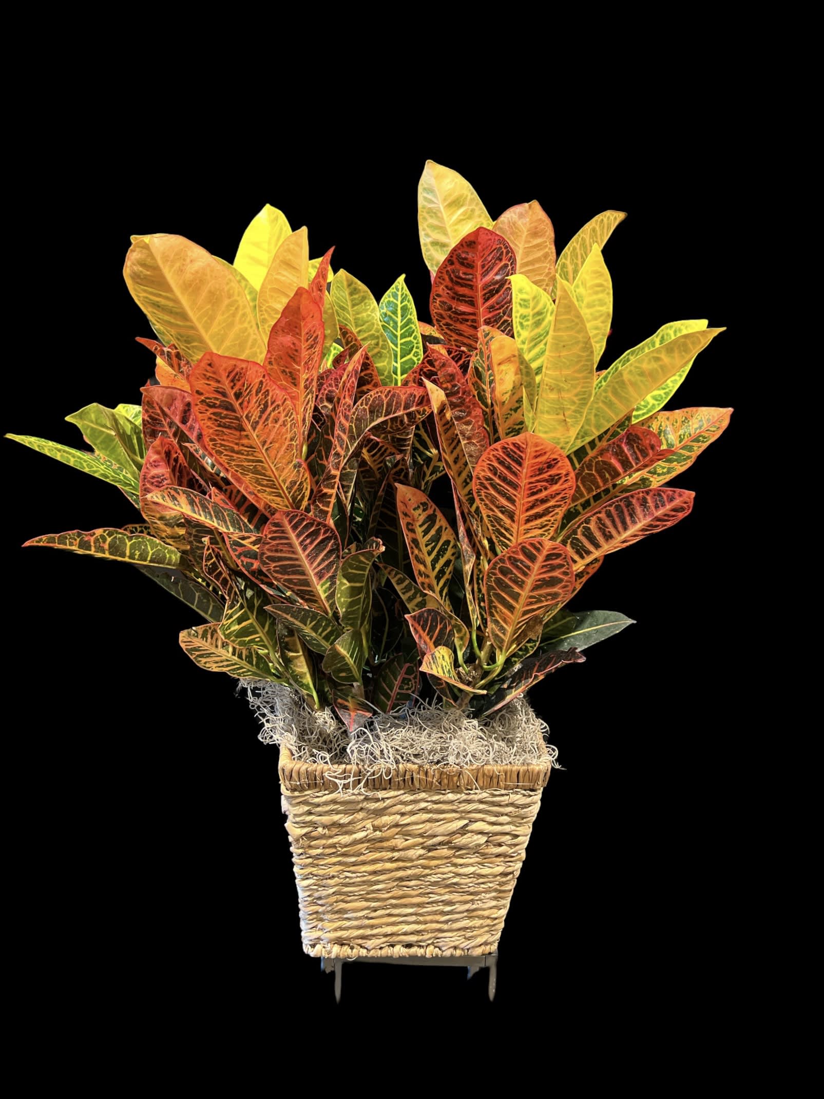 Large Croton in Select container (containers can vary) - Bright and vivid leaves of the croton plant.. a perfect gift for the plant lover in your life. This gift features a colorful croton plant in a 8" grow pot. Containers will vary, but overall size is 30" tall and approx 14-16" wide.