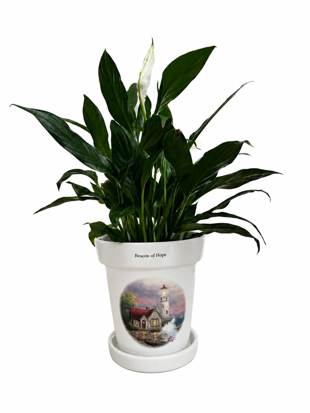Beacon Of Hope Peace Lily - Beacon of Hope Spathiphyllum (4" Peace Lily)  Offer comfort and remembrance with our Beacon of Hope Spathiphyllum. This elegant 4" Peace Lily is presented in a keepsake ceramic planter featuring a beautiful lighthouse design and the inspiring message, "Beacon of Hope." Known for its graceful white blooms and lush green foliage, the Peace Lily symbolizes peace, healing, and renewal, making it a thoughtful expression of sympathy during difficult times.  Easy to care for and long-lasting, this meaningful gift serves as a gentle reminder of love, hope, and cherished memories.
