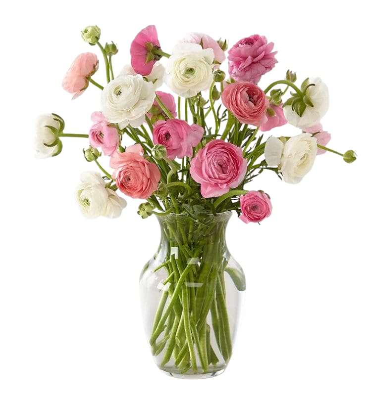 Is that a "ra-donk-ulous" vase of Ranunculus? - For an elegant and sweet pick, this beauty of a bouquet is filled to the brim with mixed ranunculus blooms. The hottest flower this year! Even better, each bloom comes cut fresh from the farm with a classic vase right to their door! 