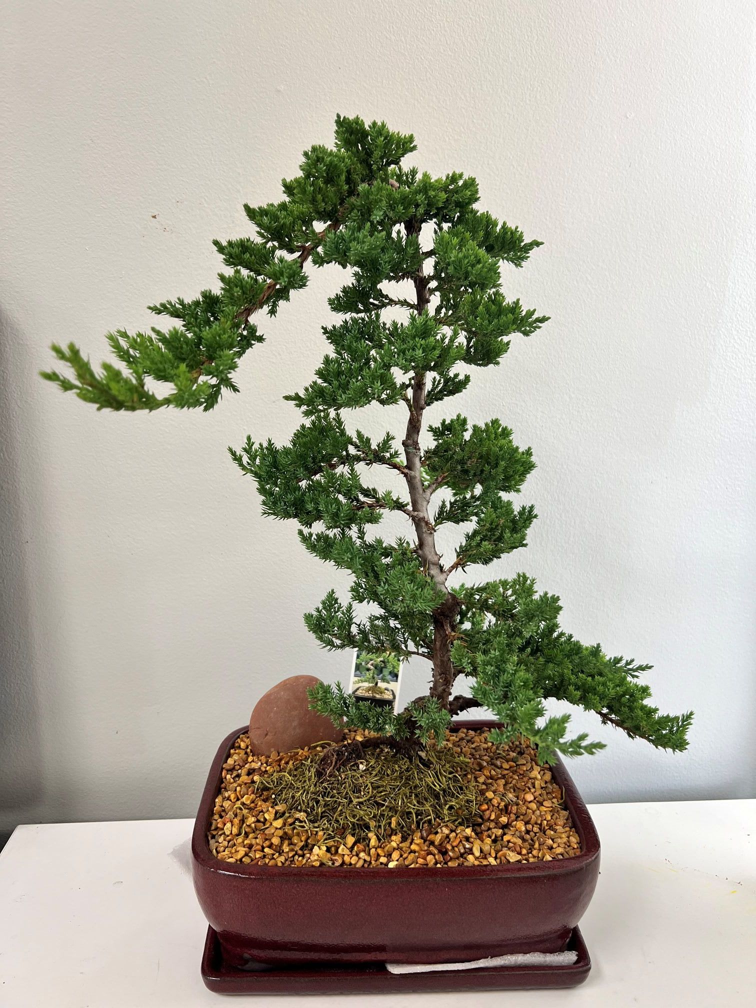 Elegant Juniper Bonsai - This stunning bonsai juniper showcases vibrant green, feathery foliage cascading from a gracefully curved trunk. Expertly trained with classic bonsai styling, it brings the serene beauty of ancient forests into any space. Potted in a sleek, deep burgundy rectangular container with natural gravel and moss accents, this living art piece is perfect for desks, shelves, or meditation areas. Low-maintenance yet highly rewarding, it’s an ideal gift for plant lovers, collectors, or anyone seeking natural elegance and calm. A touch of nature’s artistry for your home. Measures approx. 12-in tall.