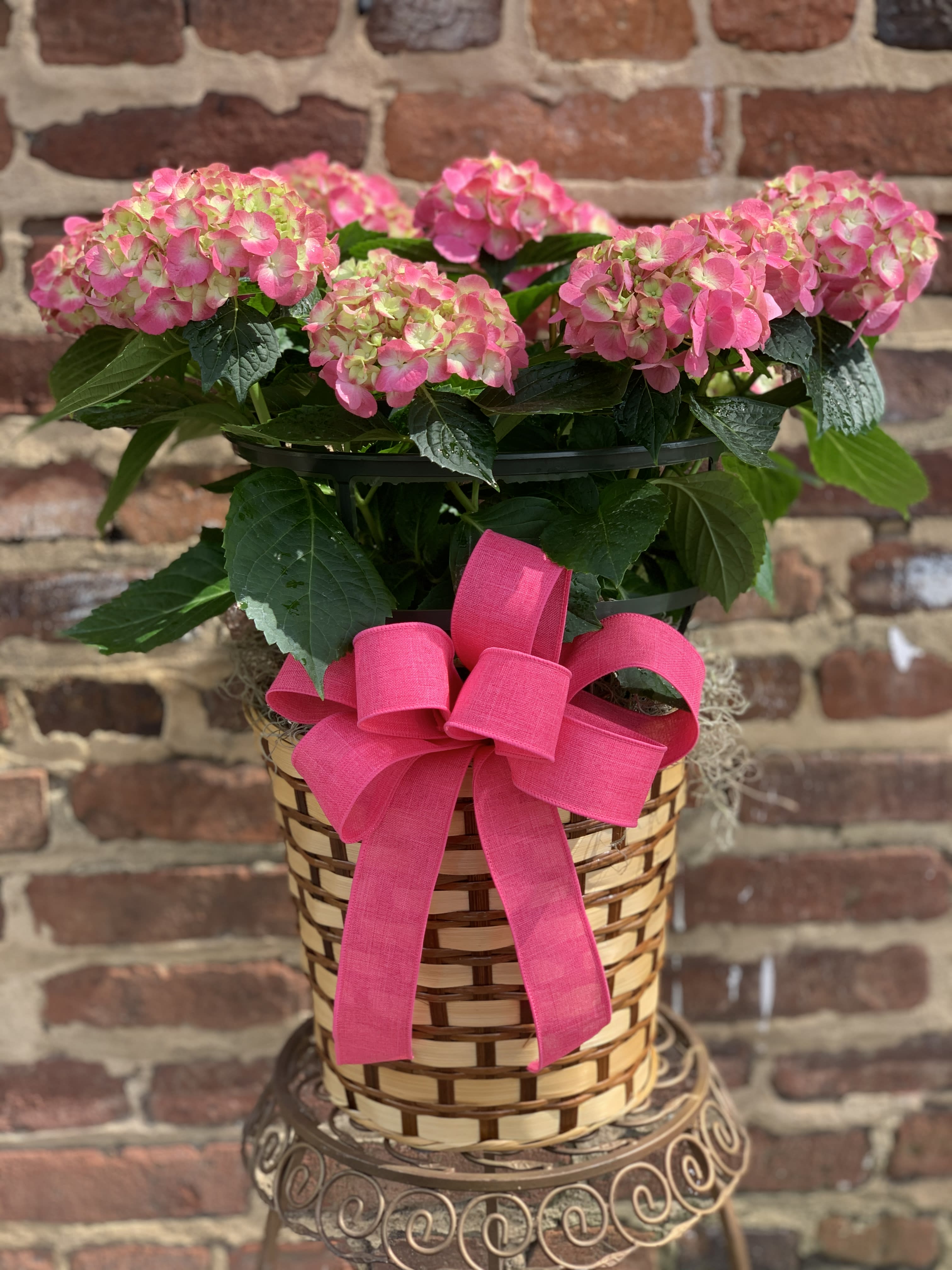 PINK HYDRANGEA  - These hearty plants offer color and life to any yard, garden or even centerpiece in the home! ** Arrives in Wicker Basket. Shade of Color May Vary 