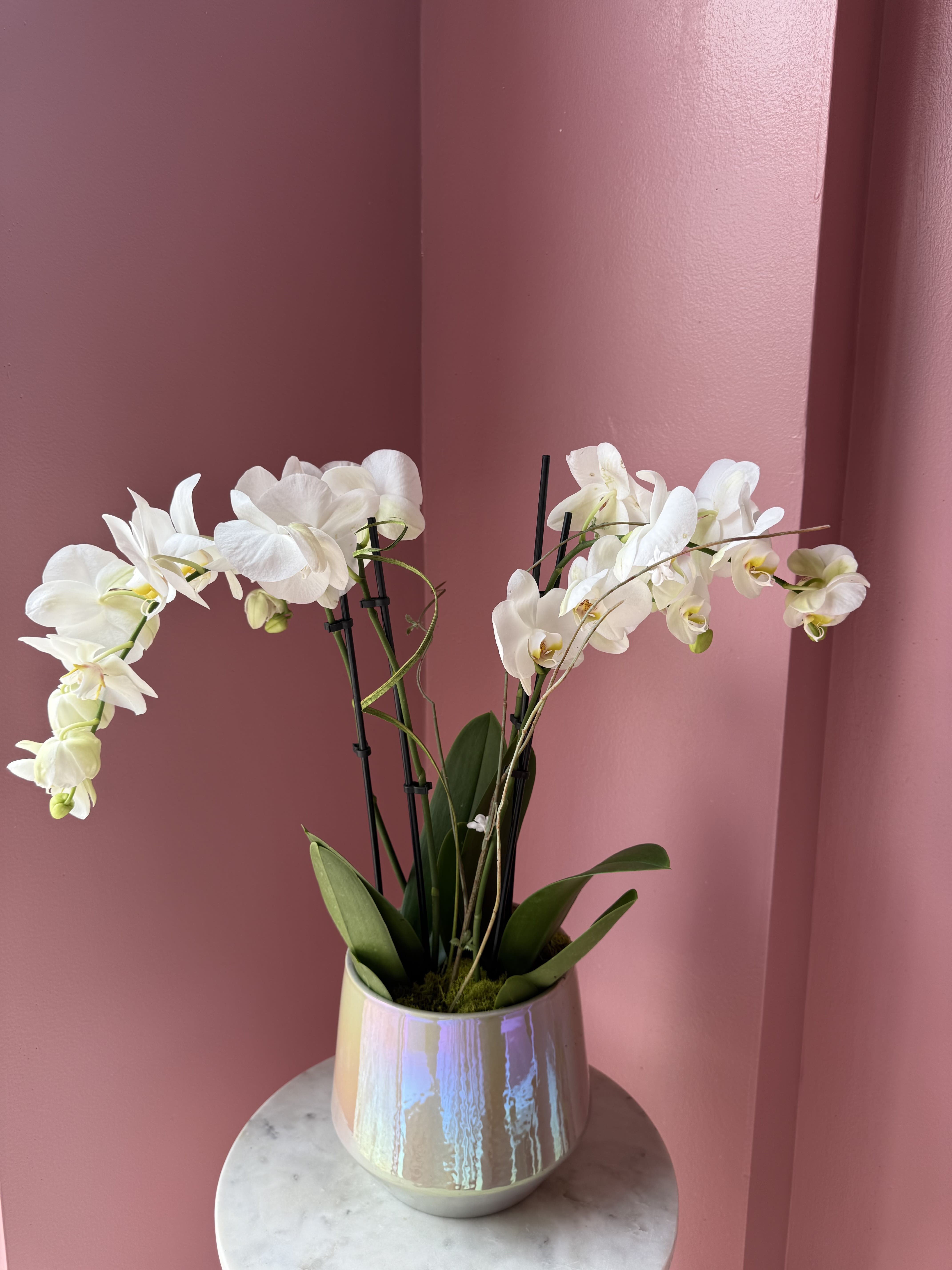 Mother of Pearl Energy  - Arching white phalaenopsis orchids create a serene, modern focal point-perfect as an elegant everyday plant gift, a wedding table accent, or a thoughtful sympathy arrangement. The clean white blooms and soft green leaves read as calming and refined; the overall look will make the person you're thinking of feel cared for and seen.  Each stem bears several open white phalaenopsis flowers arranged over broad glossy green leaves and supported by discrete plant stakes for lasting structure. The orchids sit in a glossy iridescent ceramic pot that picks up subtle pink and pearly tones, giving the composition a gentle, luminous finish that complements contemporary interiors.  Ideal for anyone who appreciates low-maintenance elegance, this potted orchid requires bright, indirect light and occasional watering to keep its leaves plump and blooms lasting. Available in a compact display size that fits tabletops or mantels, it arrives ready to grace a room with quiet beauty and lasting presence.