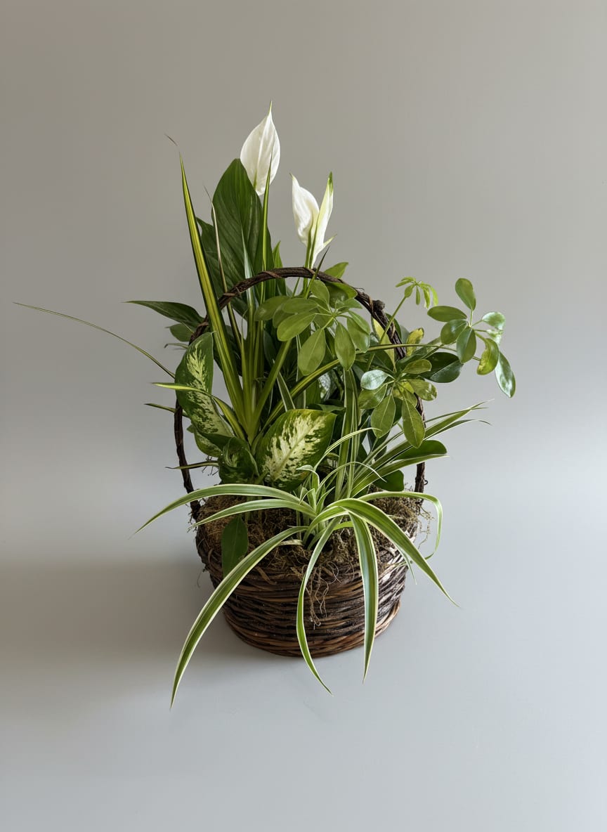 Large Dish Garden - Beautifully arranged assortment of plants in different heights, textures and colors all planted in a decorative basket or container finished with moss. *Plants ad basket or containers will vary depending on availability*