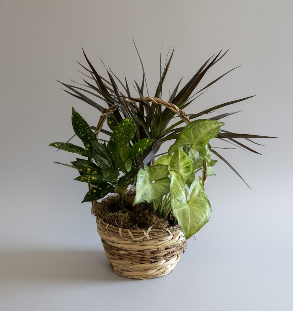 Small Dish Garden - Beautifully  arranged assortment of plants in different heights, textures and colors all planted in a decorative basket or container finished with moss. Size approximately 13”Wx17”H *Plants and basket our container will vary depending on availability*