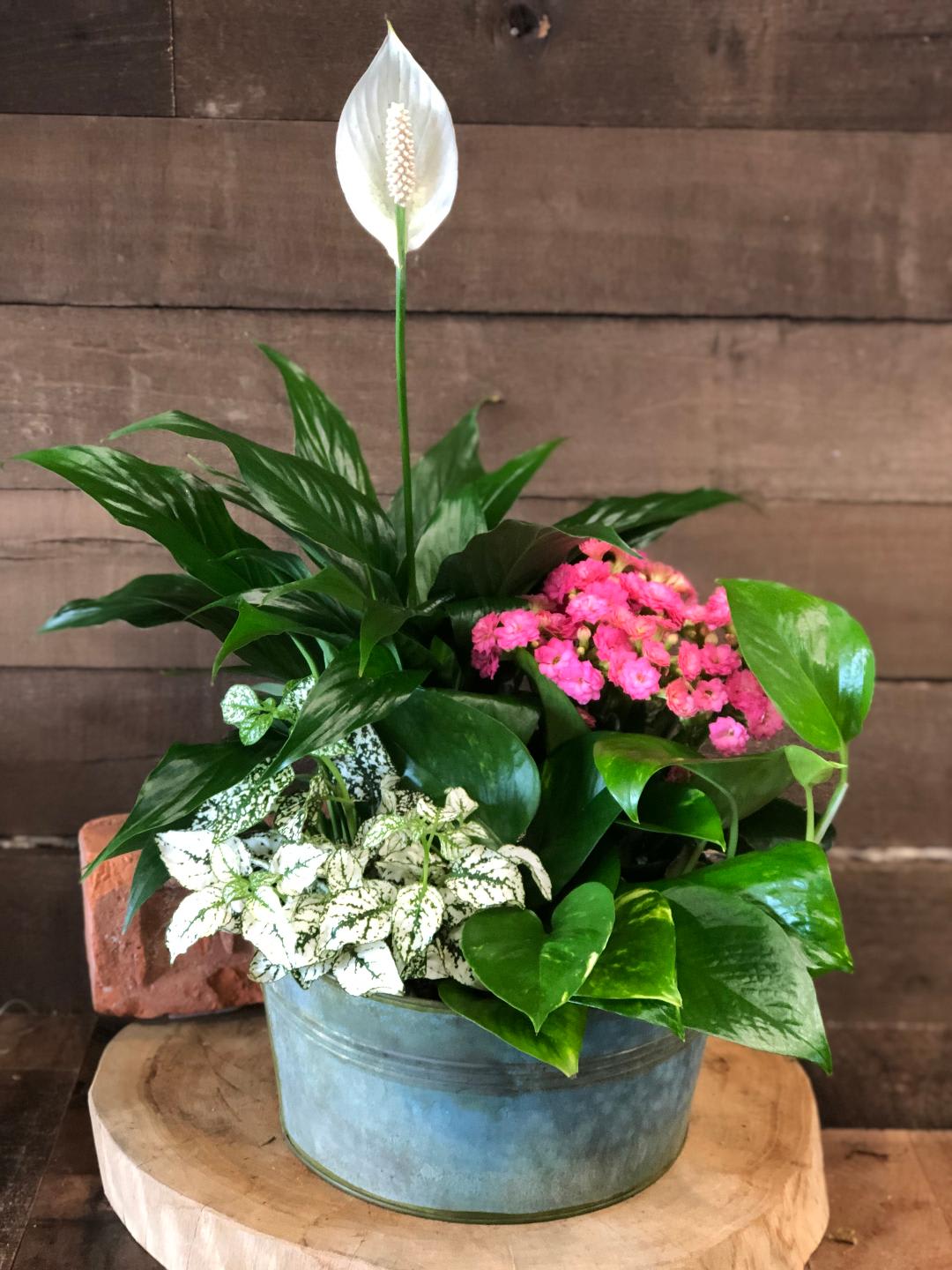 Potted peace lily with pink flowers and variegated foliage in a blue container