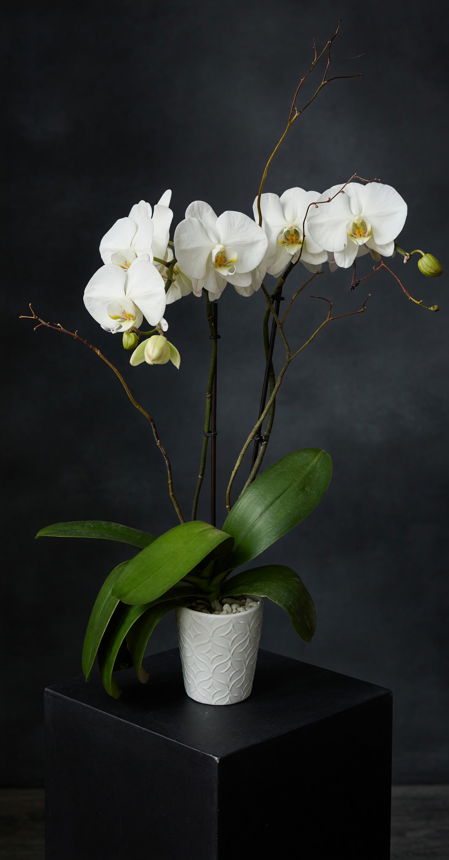 White orchids in a white textured pot with broad green leaves
