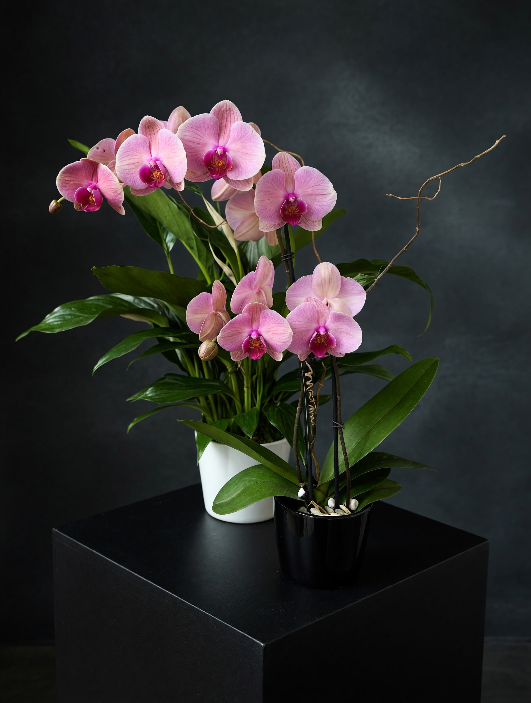 Pink Moon Orchid - A graceful pink orchid plant featuring vibrant blooms, lush greenery, and natural branching accents designed with modern botanical elegance and timeless charm.