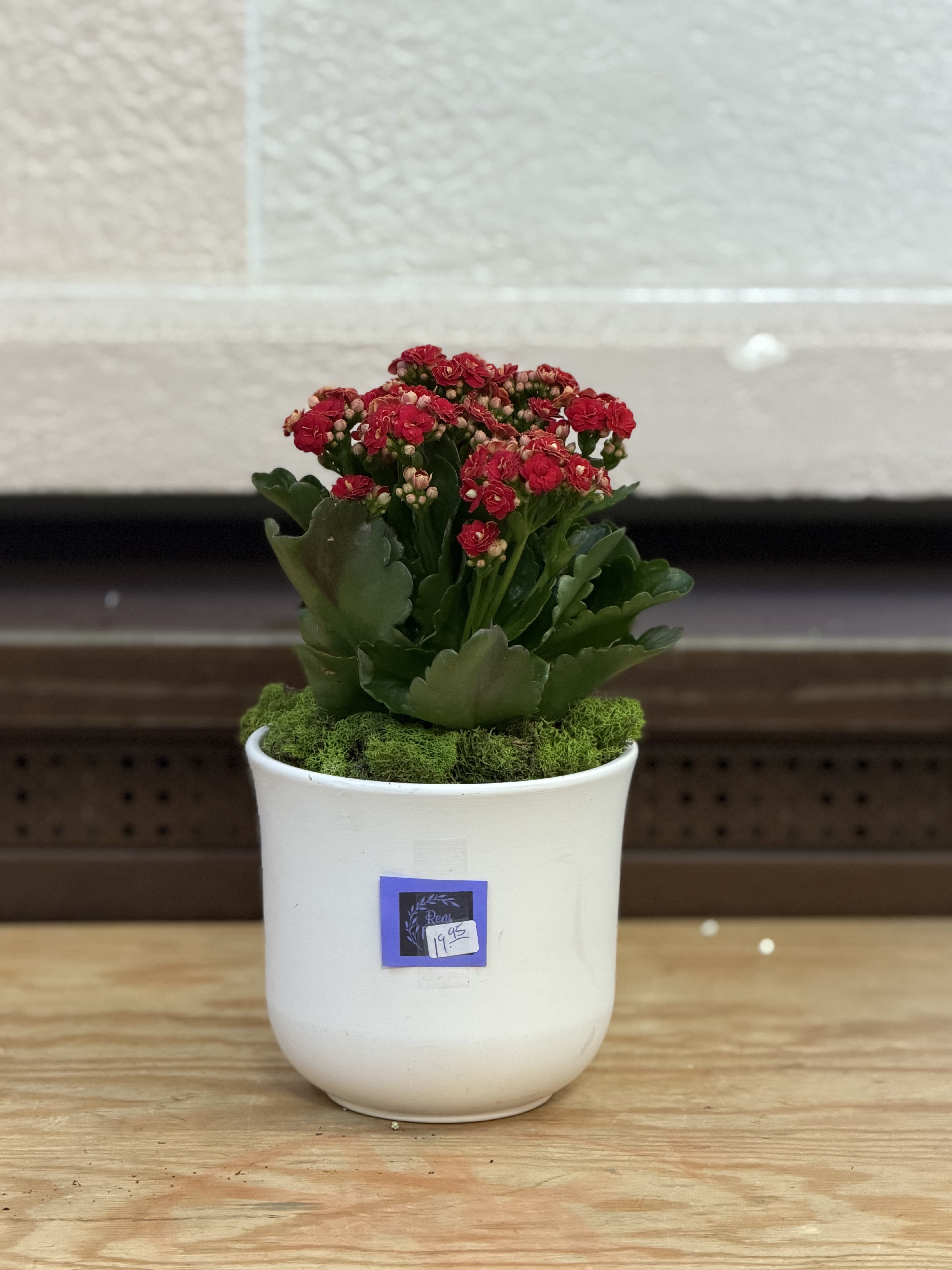 6" Ceramic Pot Kalanchoe  - A red kalanchoe planted in a 6" white ceramic pot. 