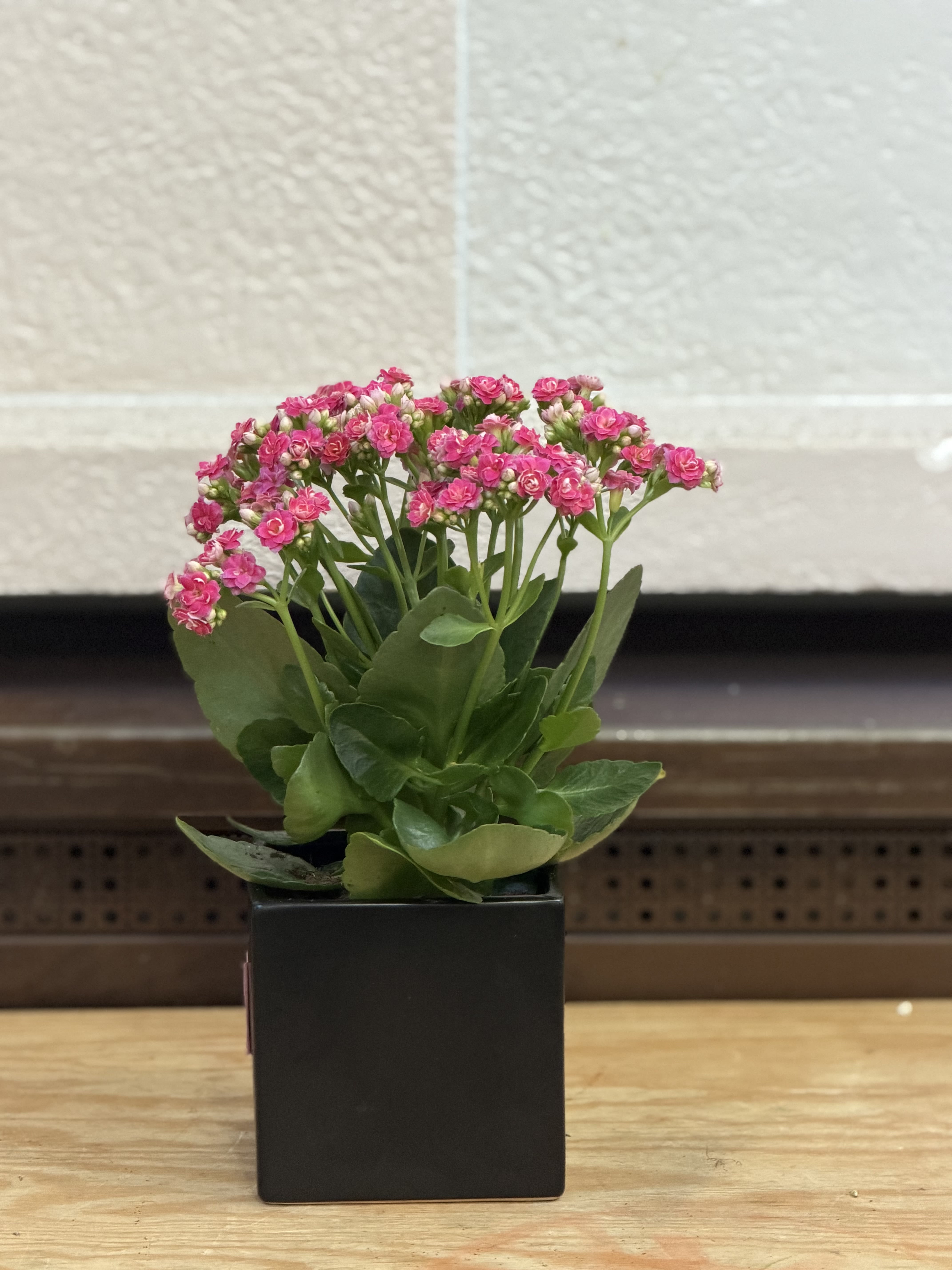 Black Square Pot Kalanchoe  - A 4" kalanchoe planted in a black square pot.