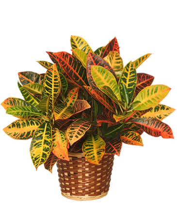 Potted croton plant in a woven basket