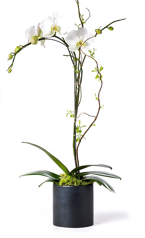 White orchids in a black pot with long arching stems