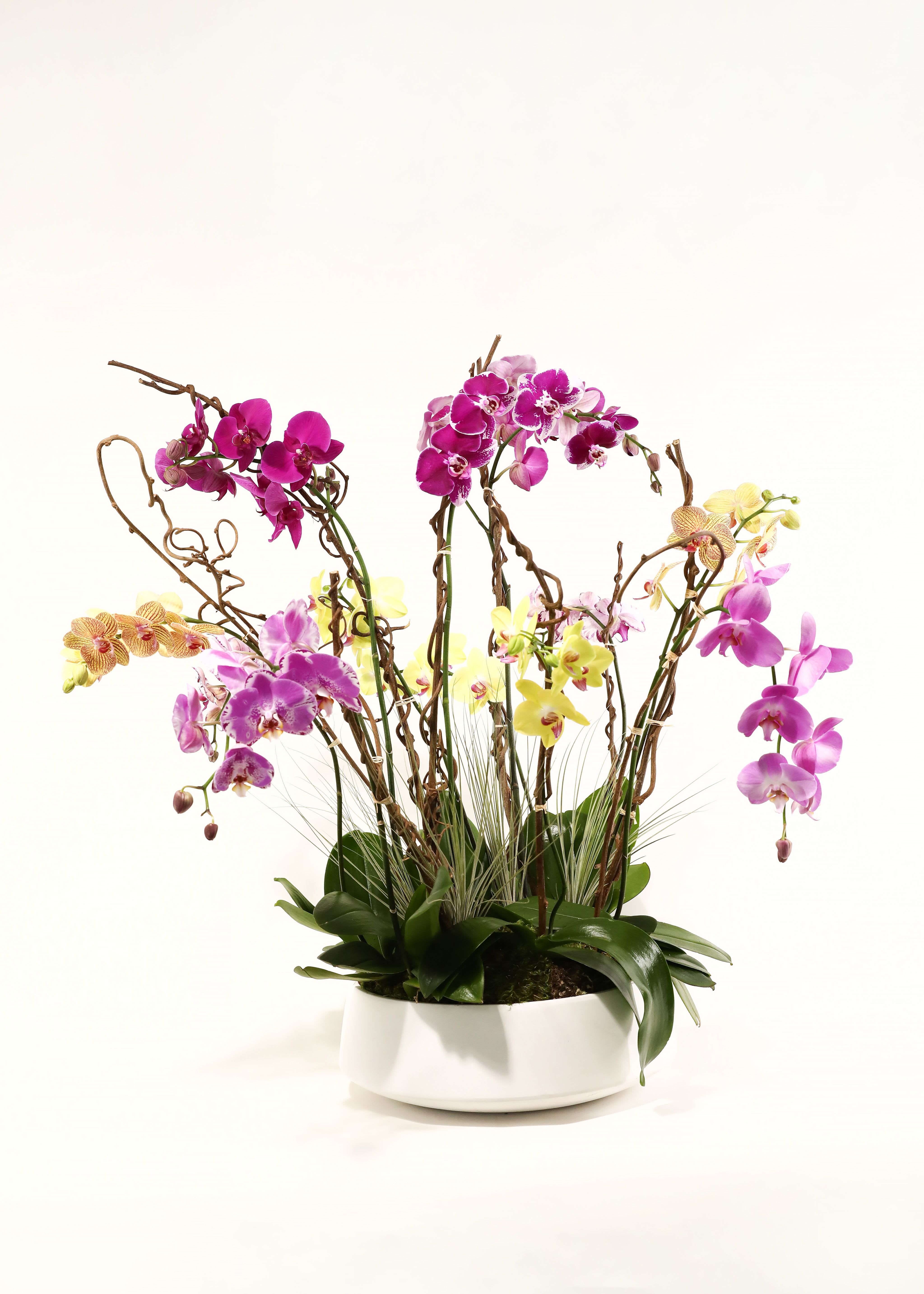 ORCHID FANTASY - THIS BEAUTIFUL BIG WHITE CERAMIC BOWL HAS 12 TALL PHALAENOPSIS ORCHIDS IN MULTIPLE DIFFERENT COLORS. WE ADDED IN GRASS AIR-PLANTS. WANT THIS IN ALL WHITE? NO PROBLEM. JUST LET US KNOW IN THE SPECIAL INSTRUCTIONS. 