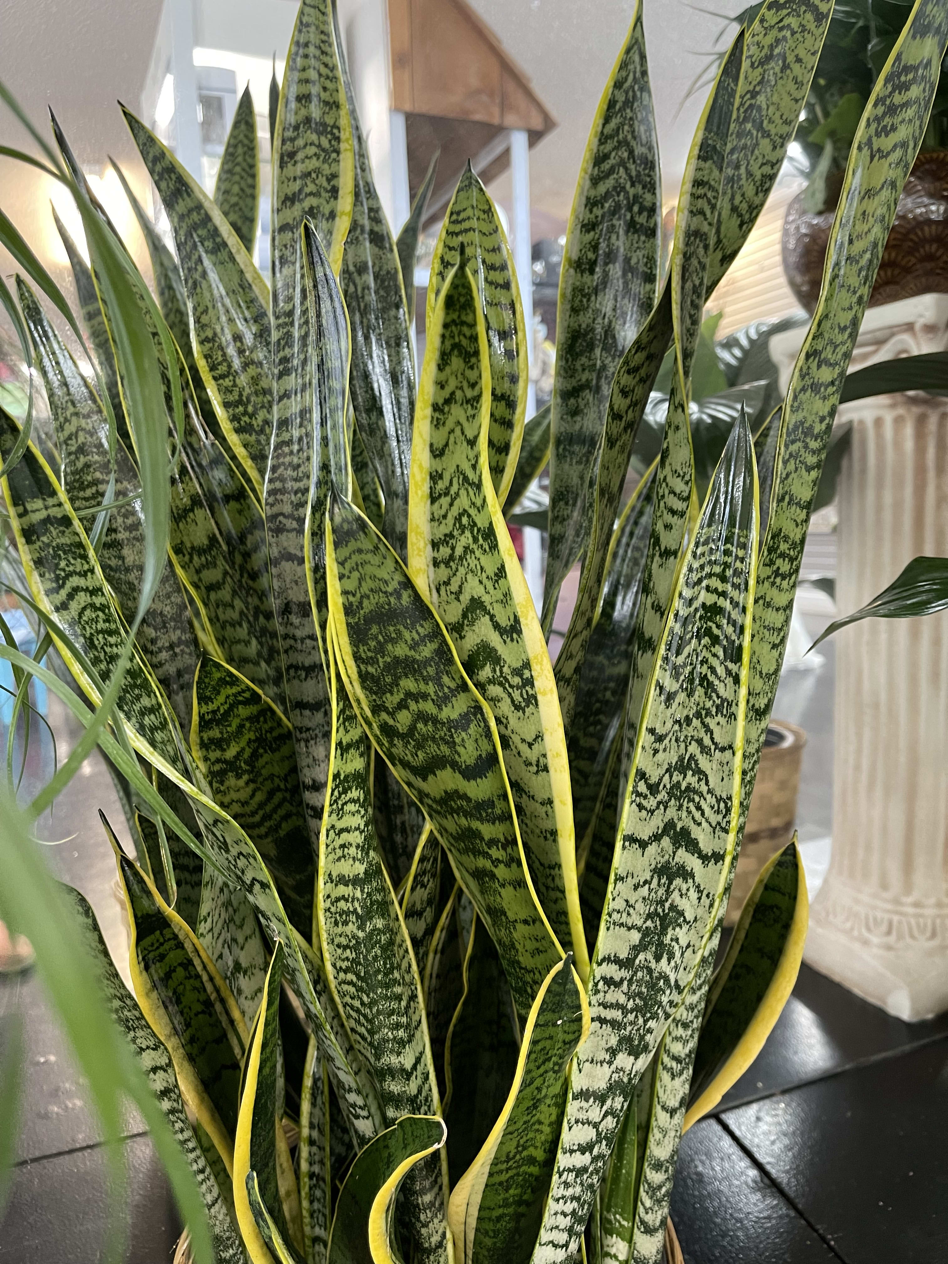 Tall snake plant with upright green and yellow-striped leaves