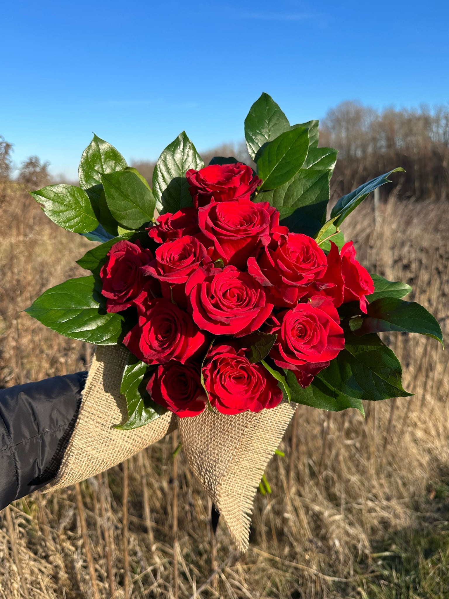 Handheld bouquet of red roses with green foliage wrapped in burlap