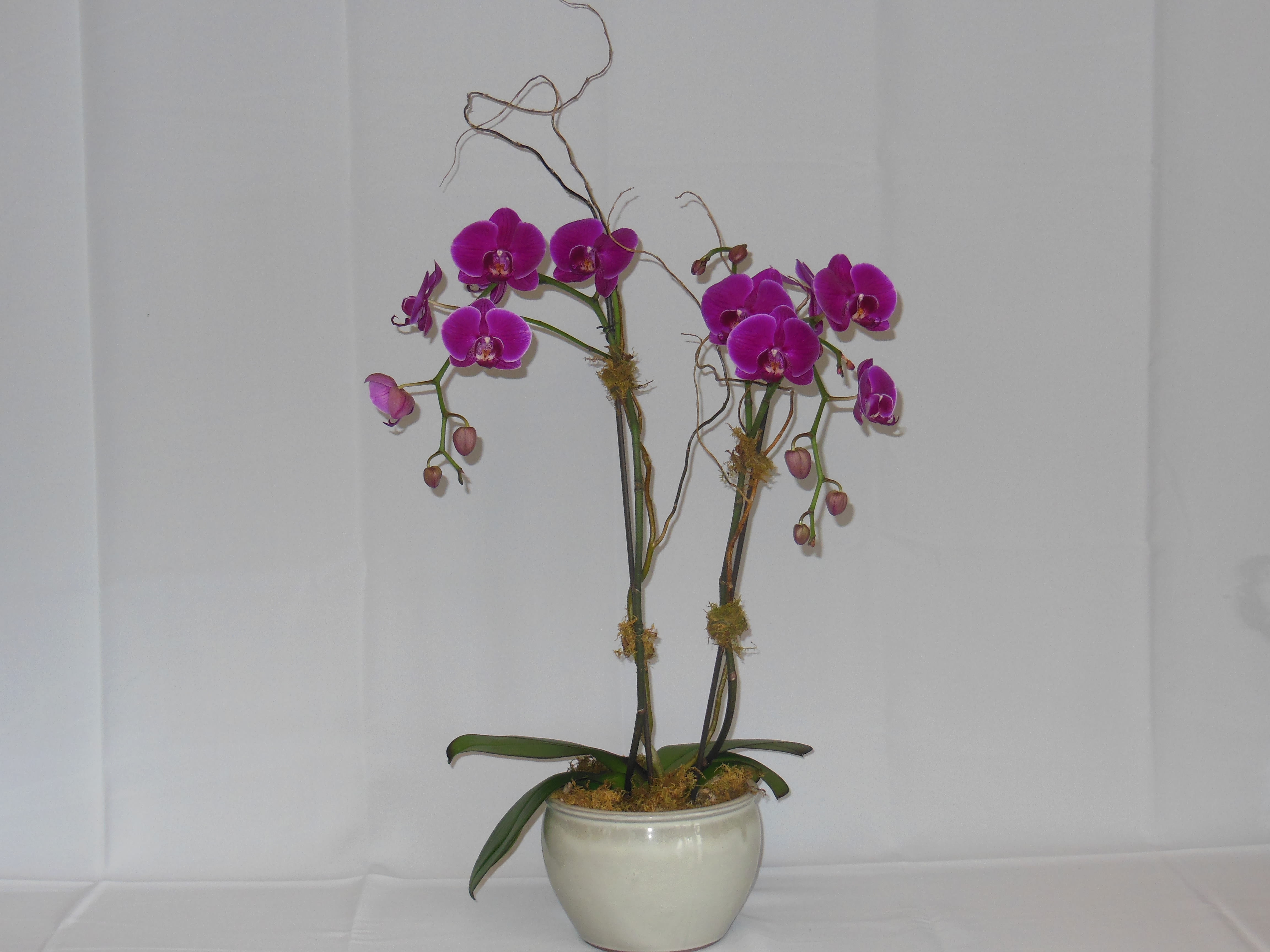 Two purple orchids in a white ceramic pot