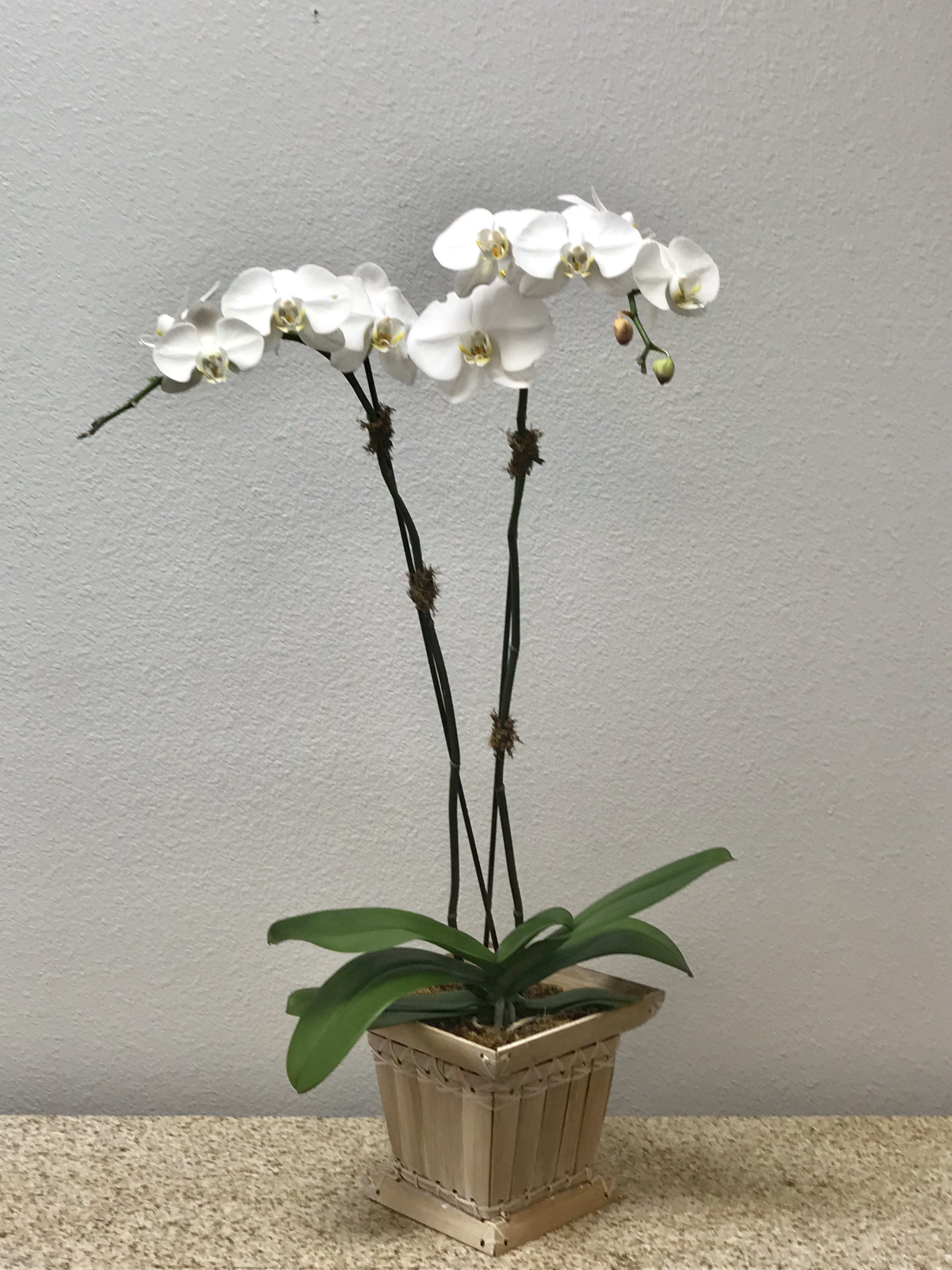 White orchid plant in a square decorative pot