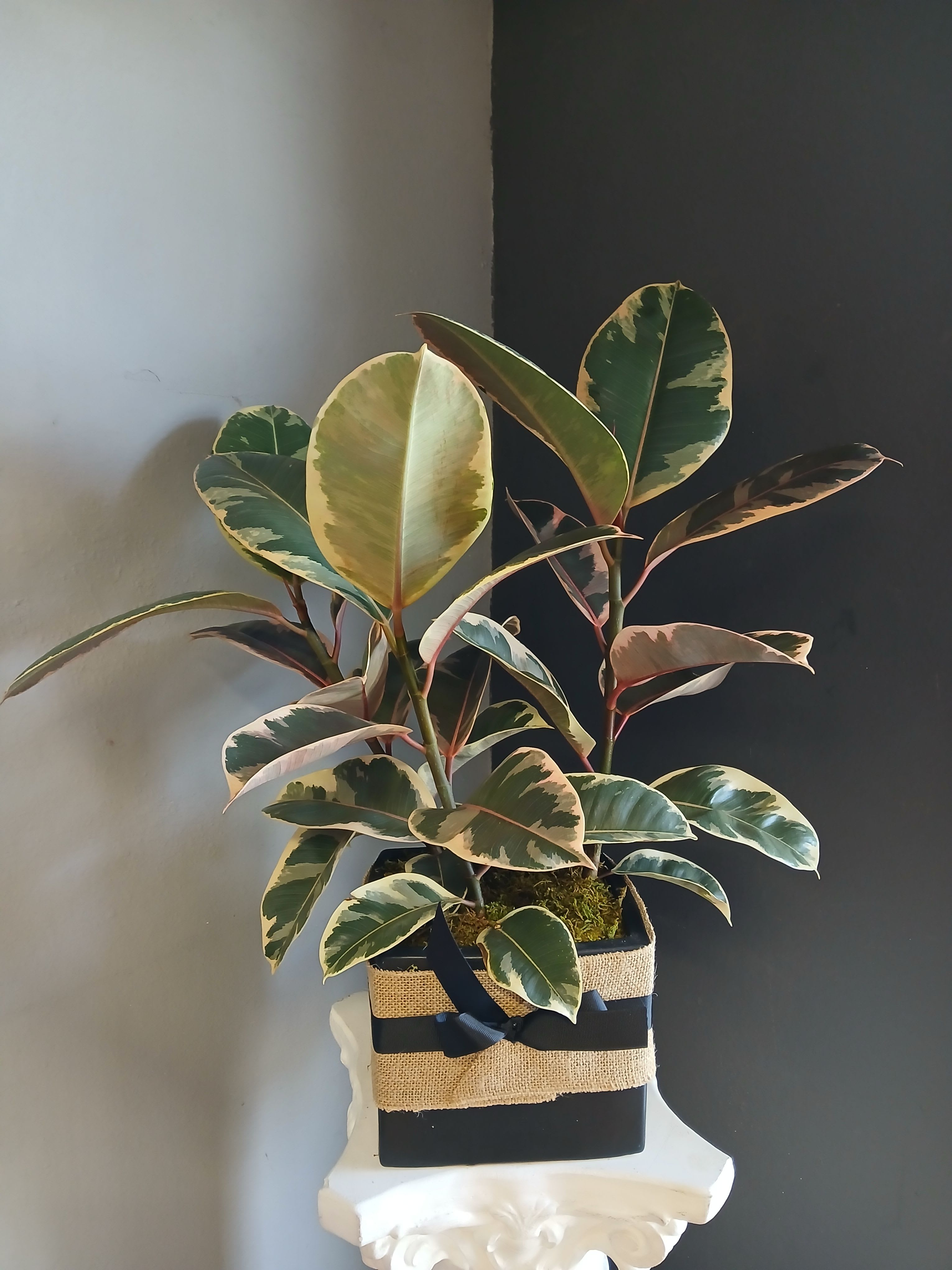 Ruby pink ficus (black ceramic) - A beautiful set of three ruby ficus potted in a striking black ceramic.
