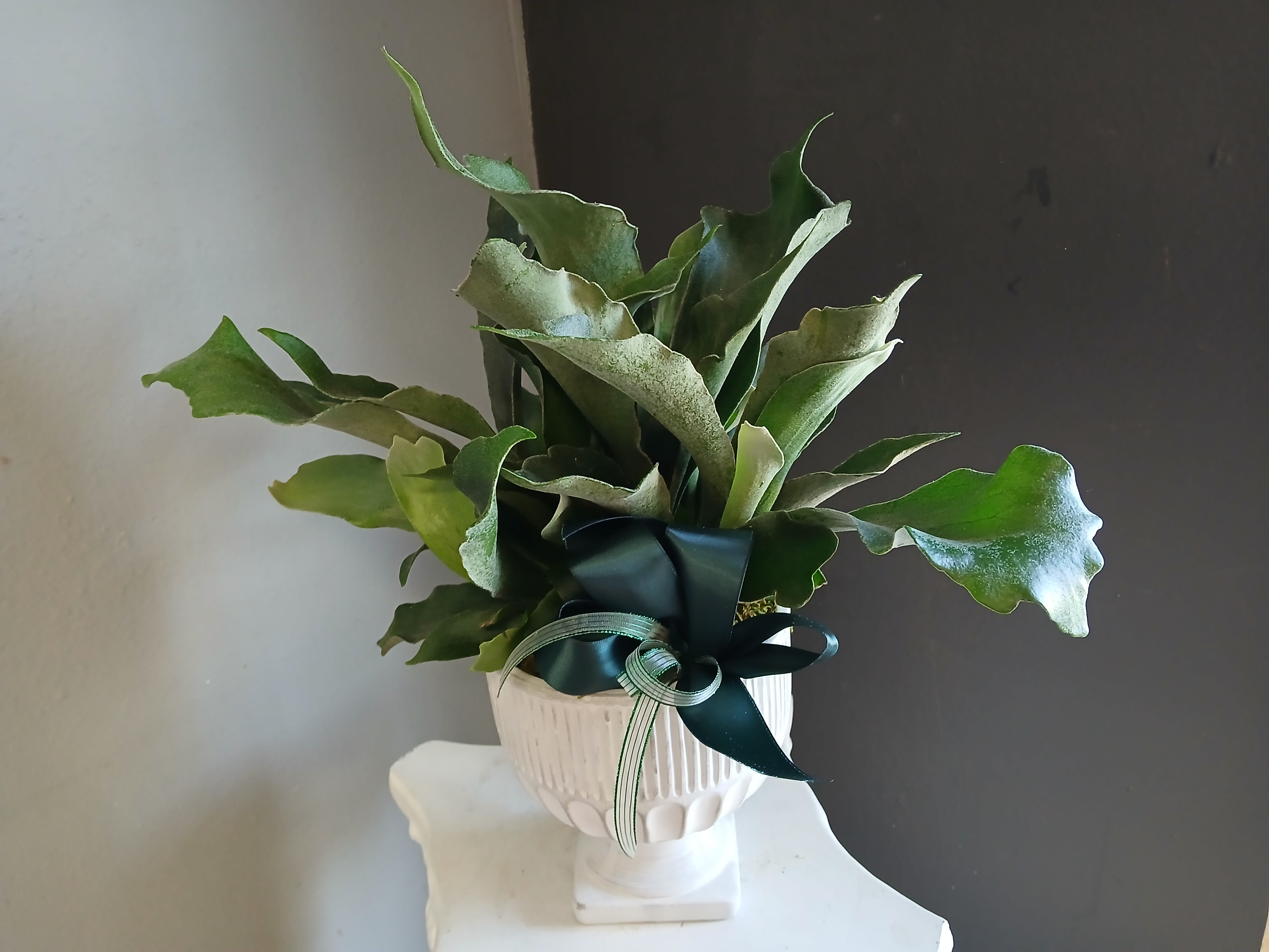 Staghorn fern (pedestal) - Lush green staghorn fern in a white fluted urn with a dark ribbon bow-simple, sculptural greenery ideal for housewarming, sympathy, or elegant indoor decor. Pet friendly