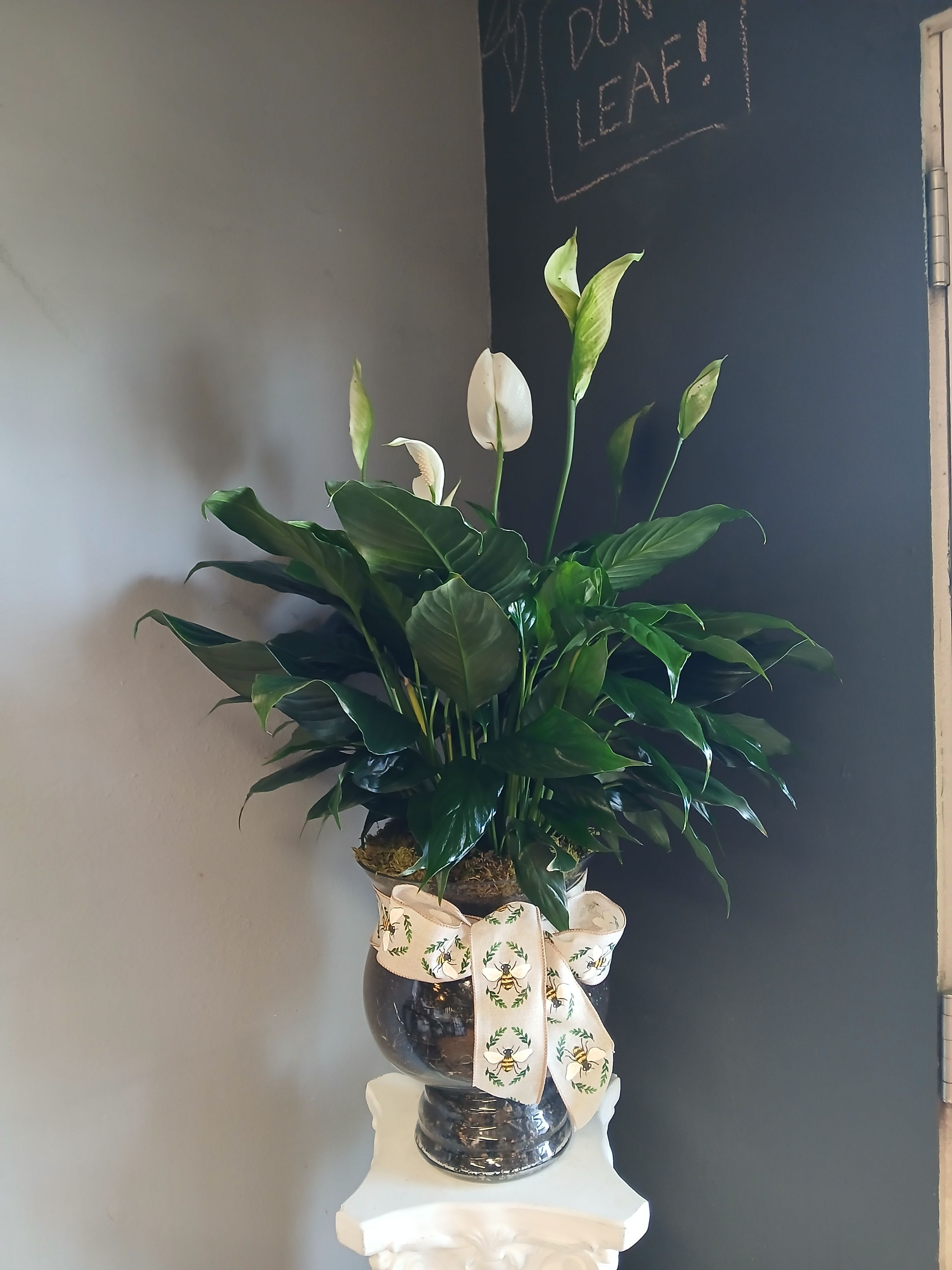 Peace lily (beautiful glass vase) - Perfect for any occasion this beautiful spathiphyllum is sure to catch anyone's eye.