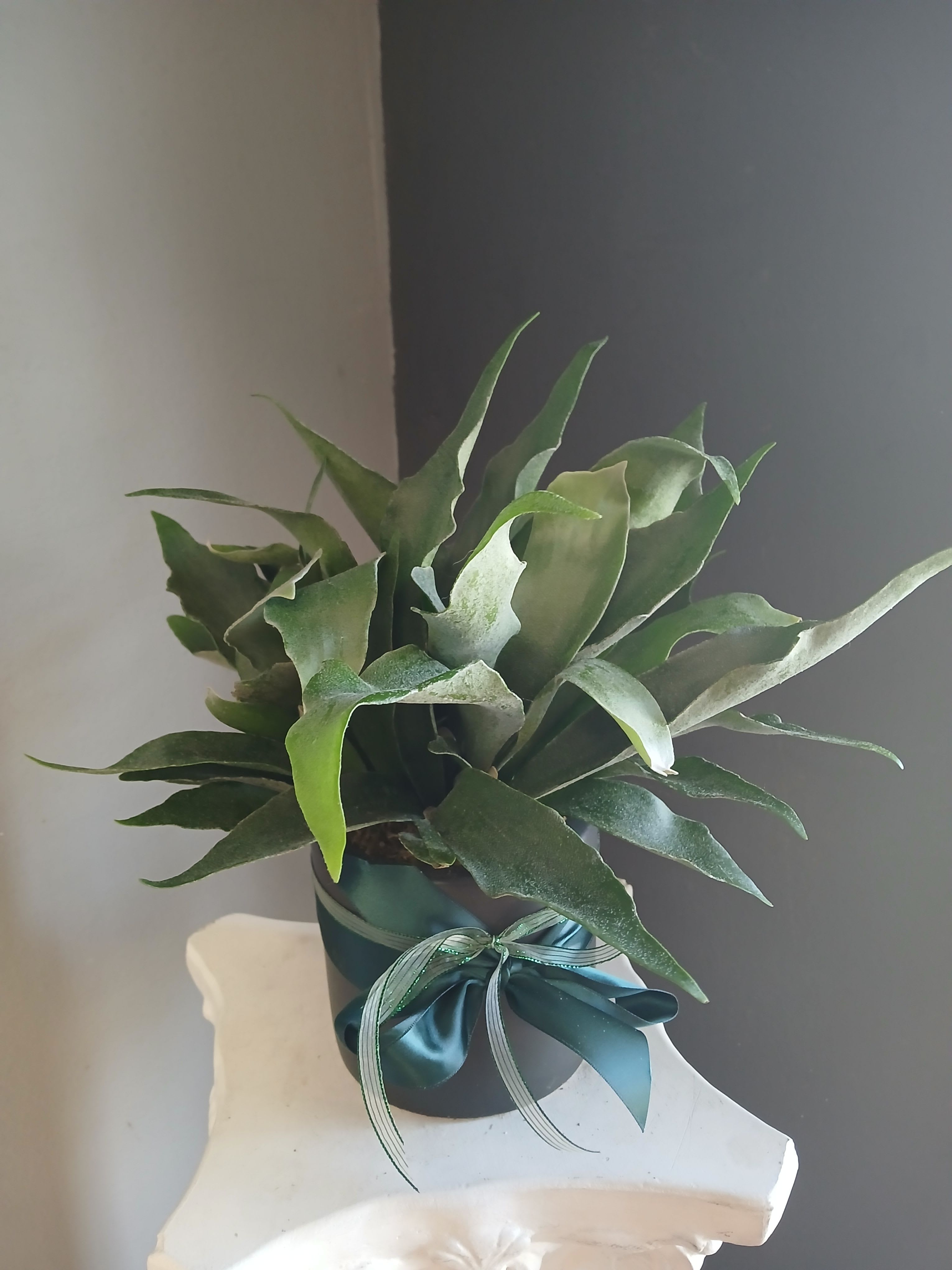 Staghorn fern (black ceramic) - Beautiful staghorn fern, perfect for any occasion 