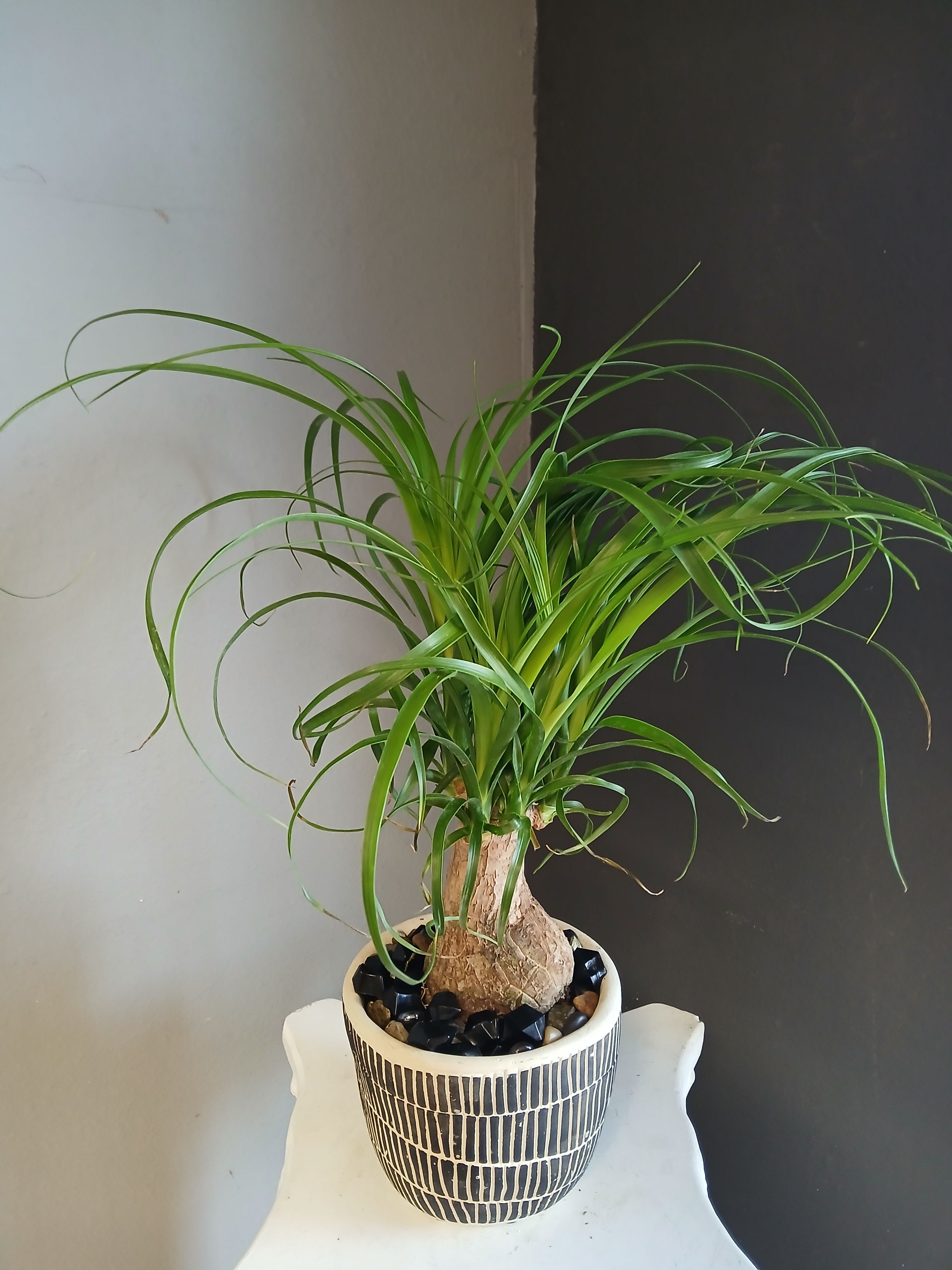 Ponytail palm (striped ceramic)  - Wonderful ponytail palm in a decorative container.