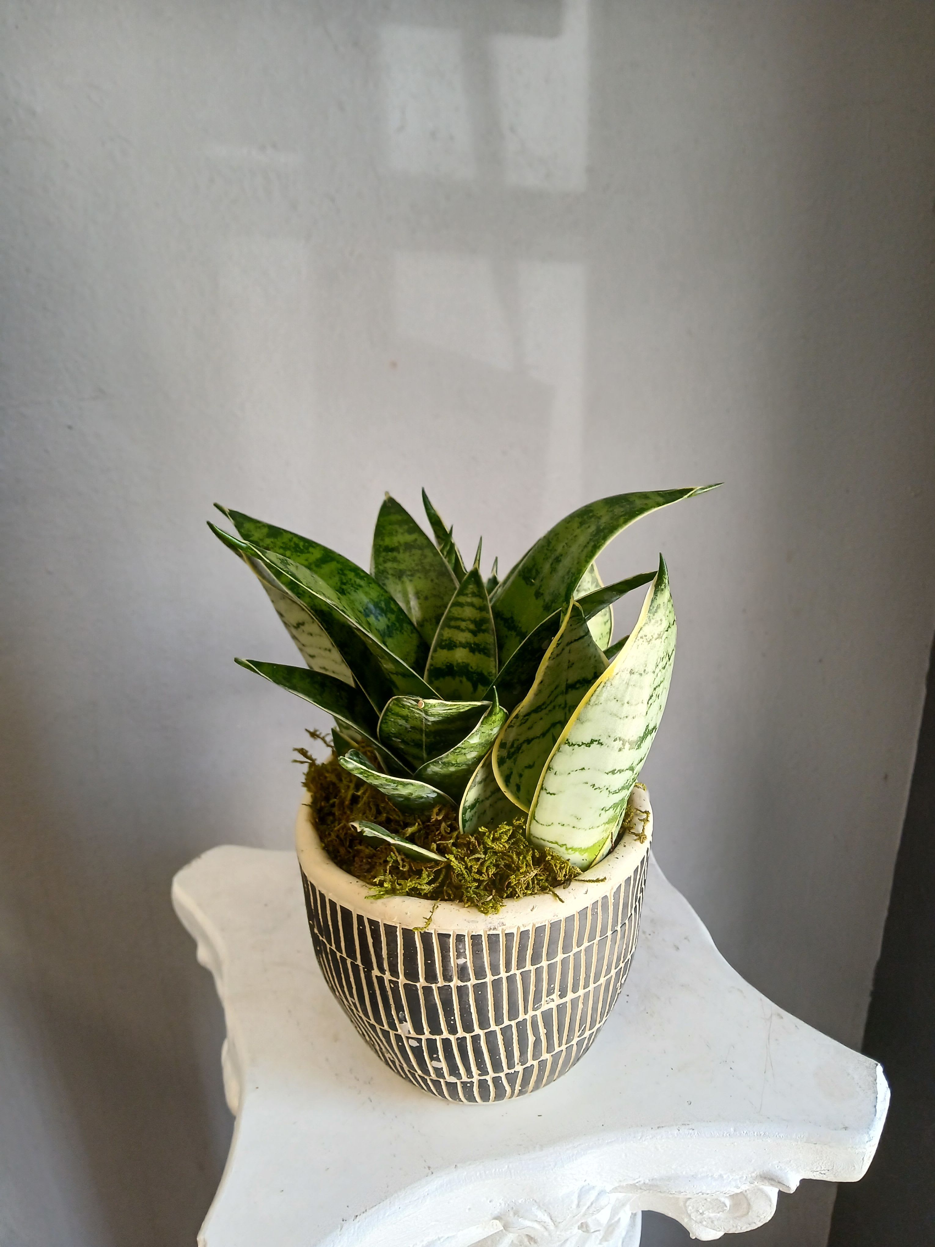 Snake plant PL9 - Small snake plant potted in a decorative striped container. Easy to care for, not pet friendly 