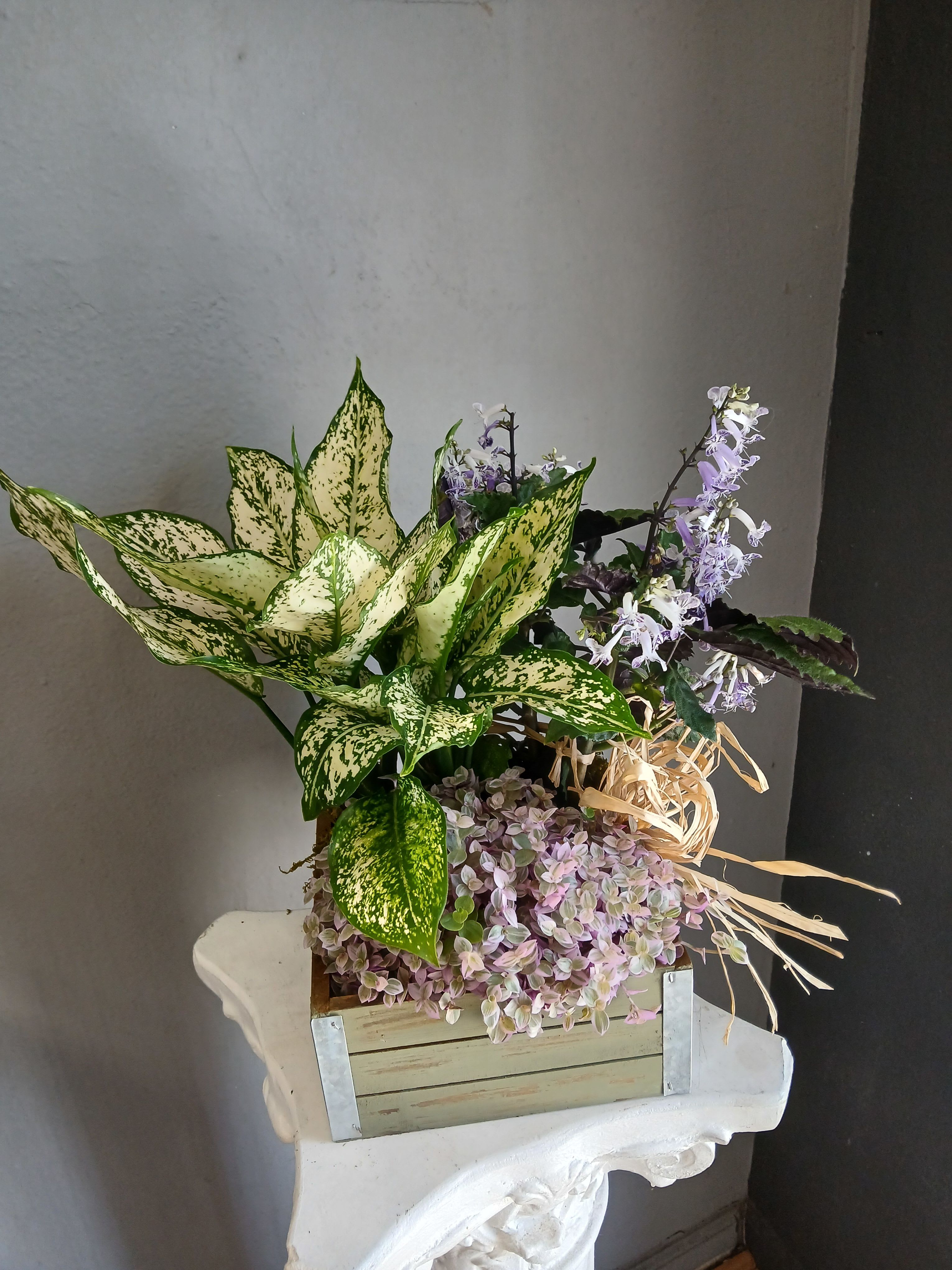 Succulents + aglaonema + Mona lavender PL12 - Such a lovely mix of plants that are sure to bring beauty to any space. Easy to maintain but not pet friendly.