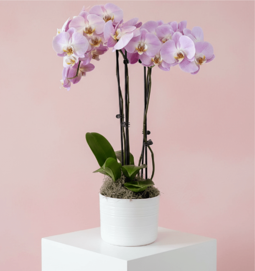 Orchid Plant - Our potted Phalaenopsis Orchids are both elegant and long-lasting. The color of the blooms may vary depending on availability.