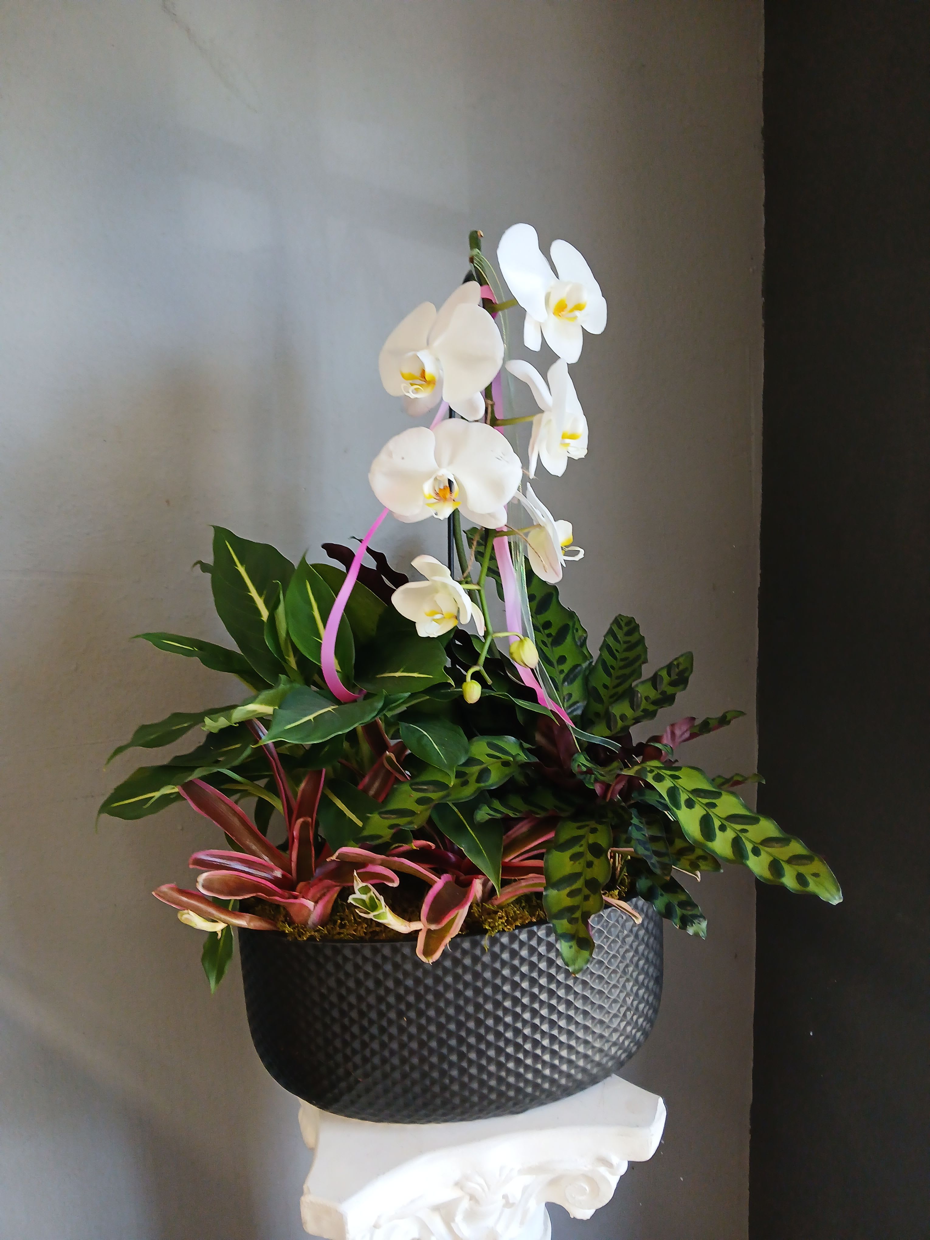 Orchid + green plant mix PL17 - A striking mix of green plants, succulents and a beautiful white moth orchid.