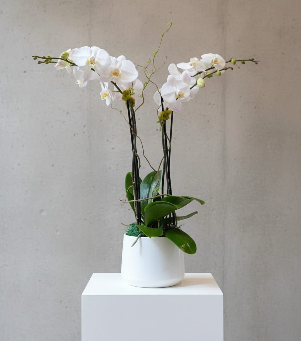 2 Double stemmed orchids  - This orchid arrangement features 2 large double stemmed phalaenopsis orchid plants, in a ceramic container. Accessories include curly willow and moss, for the perfect finishing touches.